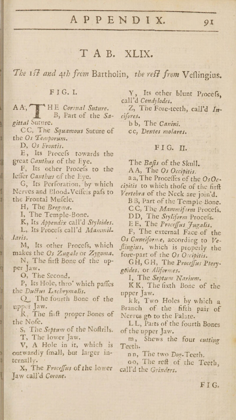 9X TAB. ALIX. PEG. AA, HE Coronal Suture. B, Part of the Sa- gittal Suture, ) CC, The Squamous Suture of the Os Lemporum. D, Os Frontis. E, Its Procefs towards the great Canthus of the Eye. F, Its other Procefs to the letier Canthus cf the Eye. G, Its Perforation, by which Nerves and Plood-Veileis pafs to the Frontal Mufcle. H, The Bregma. I, The Temple-Bone. K, Its Appendix call'd Styloides. L,. Its Procefs call’d Mammil. baris. M, Its other Procefs, which makes the Os Zugale or Zygoma, N, The firft Bone of the ap- per Jaw. QO, The Second, P, Its Hole; thro’ which paffes the Datus Lachrymalis. Q., The fourth Bone of the upper Jaw. R, The fift proper Bones of the Nofe. - §, The Septum of the Noftrils. T, The lower Jaw. V, A Hole in it, which is ~ outwardiy {mall, bat larger in- ternally. X, The Proceffus of the lower Jaw call’d Corone. Y, Its other blunt Procefs, call’d Condylodes, . Z, The Fore-teeth, call’d [g- cifores. bb, The Canini. cc, Dentes molares. iy SS The Bafis of the Skull. AA, The Os Occipitis. aa, The Proceffes of the OsOc- cépitis to which thofe of the firft Vertebra of the Neck are join’d. B 3, Part of the Tempie Bone. CC, The Mammiform Procefs, DD, The Styliform Procefs. EE, The Proceffus Fucalis. F, The external Face of the Os Cuneiforme, according to Ve- Jlingius, which is properly the fore-part of the Os O-cipitis. GH, GH, The Proceffus Ptery- goides, or Aliformes. I, The Septum Narium. KK, The fixth Bone of the upper Jaw. : kk, Two Holes by which a Branch of the fifth pair of Nerves g to the Palate. LL, Parts of the fourth Bones of the upper Jaw. m, Shews the four cutting Teeth. nn, The two Dog-Teeth. oo, The reft of the Teeth, call'd the Grinders. FIG.