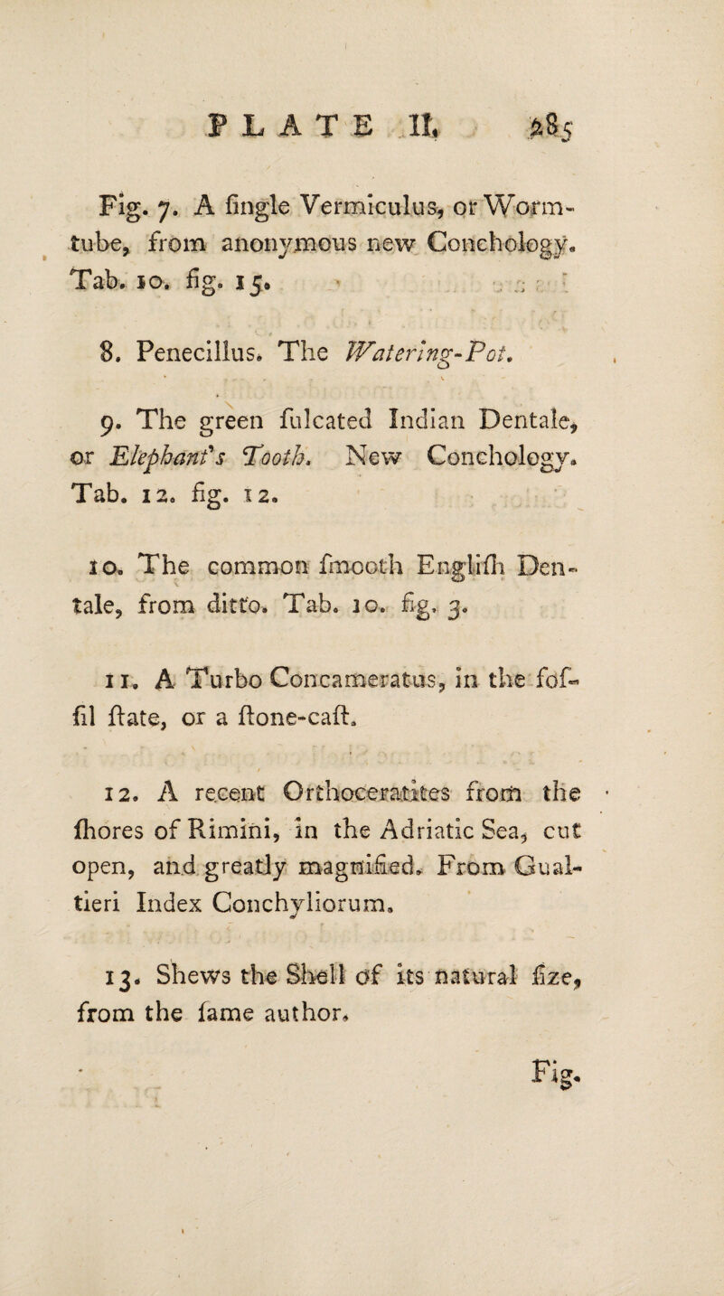 Fig. 7. A Angle Vermiculus, or Worm- tube, from anonymous new Conchology. Tab. 10. fig. 15. ; 8. Penecillus. The Watering-Pot. * , - , .V 9. The green falcated Indian Dentale, or Elephant's Tooth. New Conchology» Tab. 1 a. fig. 12. 10. The common fmcoth Englifh Den- tale, from ditto. Tab. io, fig, 30 11, A Turbo Concameratas, in the fof- fil Rate, or a ftone-cafh / 12, A recent Orthoceratkes from the fhores of Rimini, in the Adriatic Sea, cut open, and greatly magnified. From Goal- tieri Index Conchyliorum. 13, Shews the Shell df its natural fize, from the fame author. Fig.