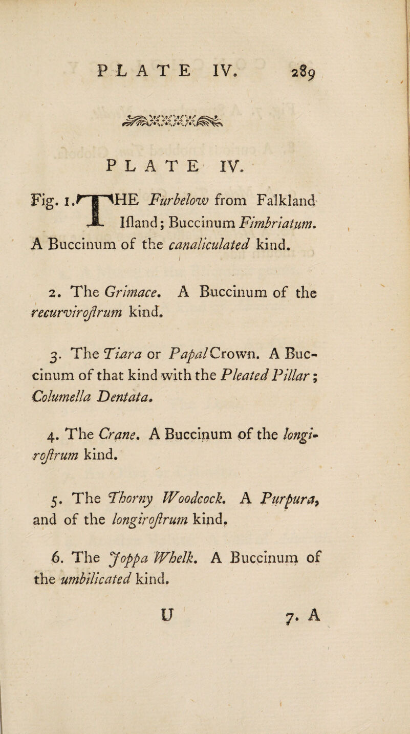 #4; W/*vav*v*s, PLATE IV. Fig. i.P'TT^HE Furbelow from Falkland JL Ifland; Buccinum Fimbriatum. A Buccinum of the canaliculated kind. 1 2. The Grimace. A Buccinum of the recurvirojlrum kind. 3. The Tiara or Papal Crown. A Buc¬ cinum of that kind with the Pleated Pillar; Columella Dentata. 4. The Crane. A Buccinum of the longi* rojlrum kind. 5. The Thorny Woodcock. A Purpura> and of the longirojlrum kind. 6. The Joppa Whelk. A Buccinum of the umbilicated kind. U 7. A 1