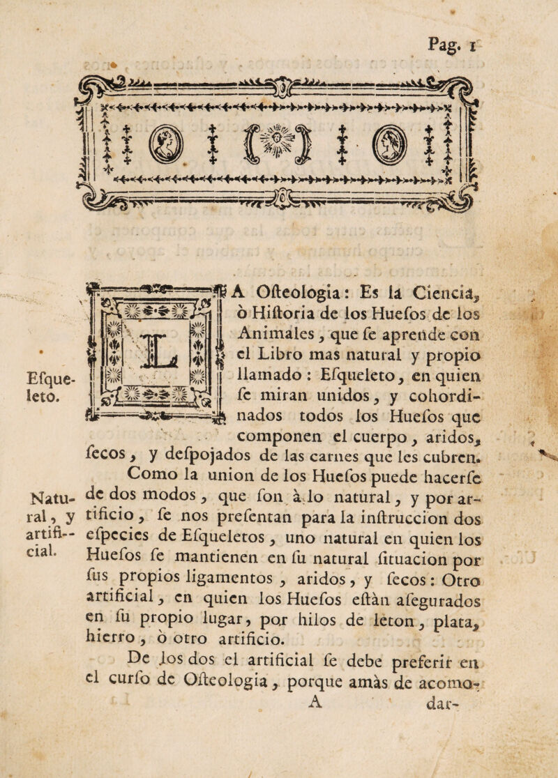 JLíLLl, jfc . ' £ té.©. H- 4 i $ * V?^' v?ff m w ▼5^ Efque- teio. - „ A Ofteologia: Es lá Ciencia* o Hiítoria de los Huefos de los Animales, que fe aprende con el Libro mas natural y propio llamado : Efqueieto, en quien fe miran unidos * y cohordi- nados todos los Huefos que > 1 componen el cuerpo > áridos* íceos y y defpojad os de las carnes que les cubren* Como la unión de los Huefos puede hacerfc Natu- 4C ^os mo<^os * <lue fon á.lo natural y y por ar¬ ral , y tificio y fe nos prefentan para la inítruccion dos artifi-- cípccies de Efqueletos * uno natural en quien los cia . Huefos fe mantienen en fu natural limación por fus propios ligamentos y áridos, y fecos: Otro artificial y en quien los Huefos eftán afegurados en fu propio lugar, pqr hilos de letón y plata* hierro y ó otro artificio. De Jos dos el artificial fe debe preferir en el curio de Oíteologia, porque amás de acomo- A dar-