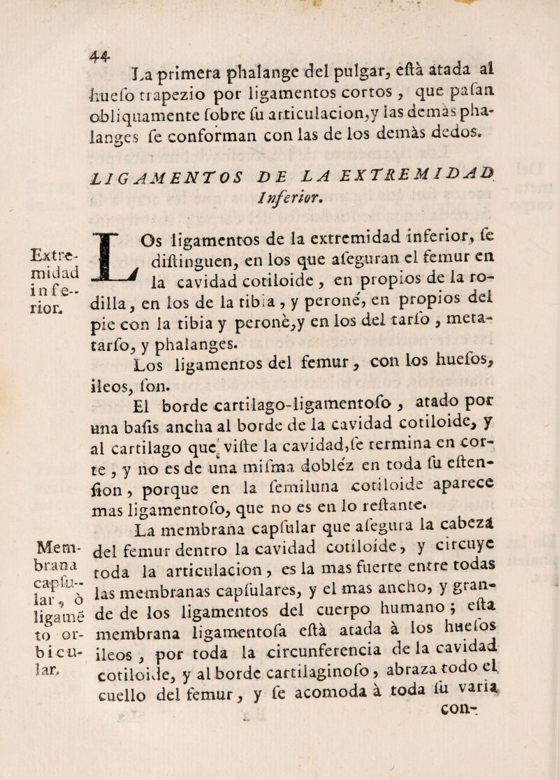 44 Extre¬ midad infe¬ rior. Mem¬ brana caf fu¬ lar 9 ó lígame to ar¬ fe i c u- lar. La primera phalange del pulgar, efta átada ai íiuefo trapezio por ligamentos cortos , que paían obiiquamente fobre fu articulación,y las demás piu¬ lantes fe conforman con las de los demás dedos. LIGAMENTOS DE LA EXTREMIDAD Inferior. I Os ligamentos de la extremidad inferior, fe diítinguen, en los que afeguran el fémur en la cavidad cotiloide , en propios de la ro¬ dilla, en los de la tibia , y peroné', en propios del pie con la tibia y peronc,y en los del tarío , meta¬ lario, y phaianges. Los ligamentos del fémur, con los huefos, íleos, fon. El borde cartilago-iigamentofo , atado por una baíis ancha al borde de la cavidad cotiloide, y ai cartílago quc¿ vifte la cavidad,fe termina en cor¬ te , y no es de una mifma doblez en toda tu eften- fion, porque en la femiluna cotiloide aparece mas ligamentofo, que no es en lo redante. La membrana capfular que afegura la cabeza del fémur dentro la cavidad cotiloide, y circuye toda la articulación, es la mas fuerte entre todas las membranas capíulares, y el mas ancho, y gran¬ de de los ligamentos del cuerpo humano ; efta membrana ligamentofa efta atada á los hueíos Íleos , por toda la circunferencia de la cavidad cotiloide, y ai borde cartílaginofo, abraza todo e cuello del fémur, y fe acomoda á toda íu varia con-