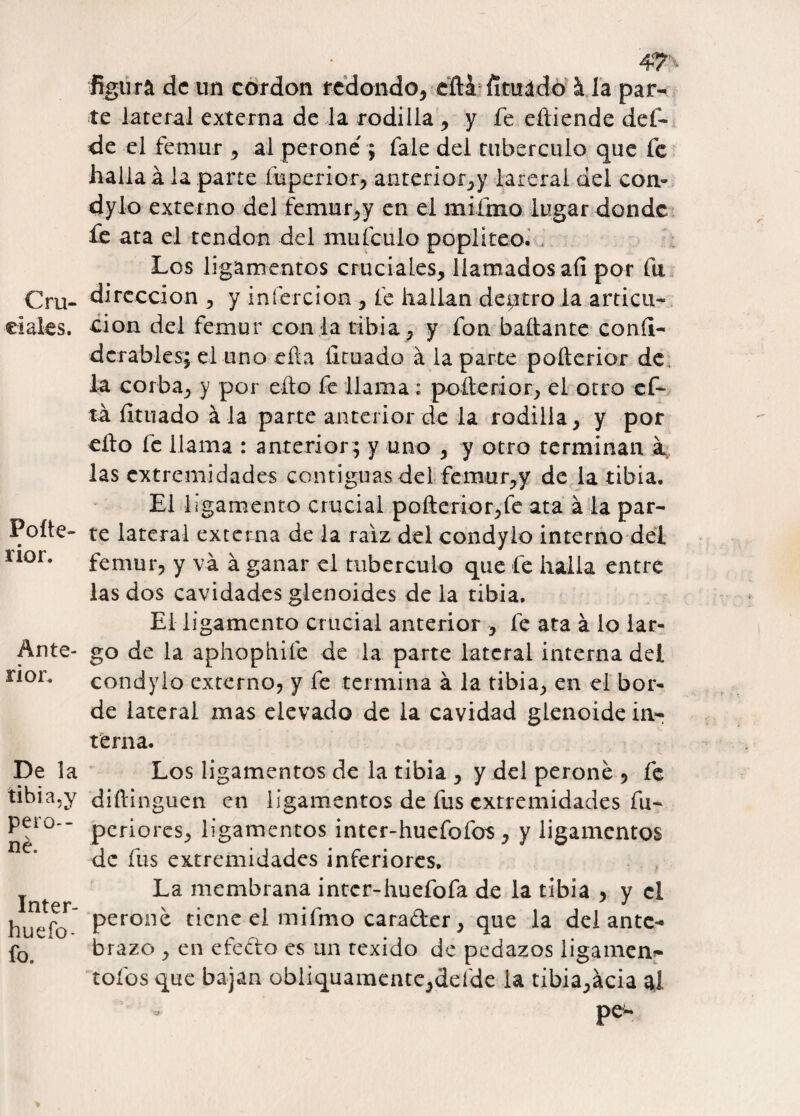 Cru¬ ciales. Poüe- rior. Ante¬ rior. De la tibia.y pero¬ né. Inter- huefo- fo. 4v ■ figura de un cordon redondo* éftá fimádó & la par¬ te lateral externa de la rodilla * y fe eítiende def- de el fémur * al perone'; fale del tubérculo que fe halla á la parte íuperior* anterior*y iareral del con¬ dylo externo del femur*y en el miímo lugar donde fe ata el tendón del maicillo poplíteo. Los ligamentos cruciales* llamados afi por fu dirección * y infere i oa * fe hallan dentro la articu- cion del fémur con la tibia* y fon bailante conii- dcrables; elimo efta íltuado á la parte poñerior de la corba* y por efto fe llama: poíterior* el otro ef- tá íltuado á la parte anterior de la rodilla* y por ello fe llama : anterior ; y uno * y otro terminan a las extremidades contiguas del fémur*y de la tibia. El ligamento crucial pofterior*fe ata a la par¬ te lateral externa de la raíz del condylo interno dei fémur* y va á ganar el tubérculo que fe halla entre las dos cavidades glenoides de la tibia. El ligamento crucial anterior * fe ata á lo lar¬ go de la aphophife de la parte lateral interna del condylo externo* y fe termina á la tibia* en el bor¬ de lateral mas elevado de la cavidad glenoide in¬ terna. Los ligamentos de la tibia * y del peroné , fe diftinguen en ligamentos de fus extremidades fu- periores* ligamentos inter-huefofos * y ligamentos de fus extremidades inferiores. La membrana inter-huefofa de la tibia * y el peroné tiene el mifmo carader * que la del ante¬ brazo * en efedro es un texido de pedazos ligamem- toí'os que bajan obliquamente*defde la tibia*ácia ai Peu