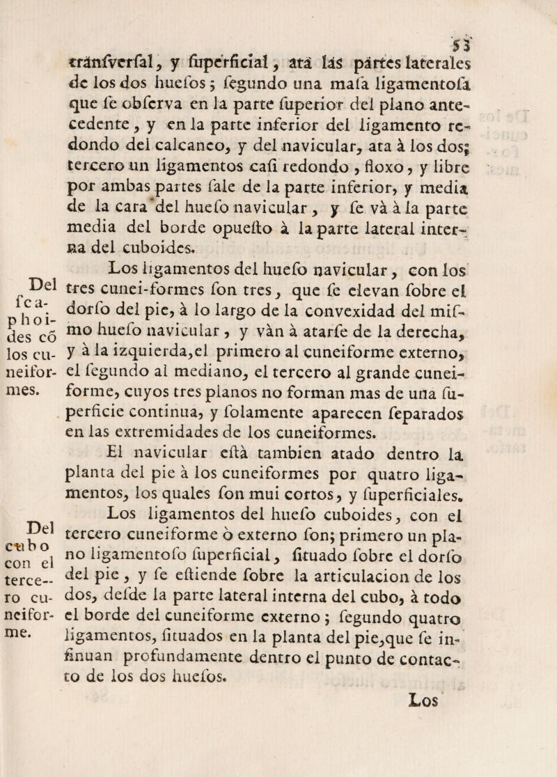 fe a- p h o i- des eó los cu¬ neifor¬ mes. Del ctib o con el terce¬ ro cu¬ neifor¬ me. cránfverfal , y fuperficial, atá lá$ pártes laterales de los dos huefos; Cegando una mala ligamentofa que fe obferva en la parte fuperiot del piano ante¬ cedente , y en la parte inferior del ligamento re¬ dondo dei calcáneo, y del navicular, ata á los dos| tercero un ligamentos caíi redondo ,floxo, y libre por ambas partes fale de la parte inferior, y media de la cara del huefo navicular , y fe va á la parte media del borde opueíto á la parte lateral inter¬ na del cuboides. Los iigamentos del huefo navicular, con los tres cunei-formes fon tres, que fe elevan fobre eí dorfo del pie, á lo largo de la convexidad del mif- mo huefo navicular, y van á atarfe de la derecha, y á la izquierda,el primero al cuneiforme externo, el fegundo al mediano, el tercero al grande cunei¬ forme, cuyos tres pianos no forman mas de una fu- perfície continua, y folamente aparecen feparados en las extremidades de los cuneiformes. El navicular eífá también atado dentro la planta del pie a los cuneiformes por quatro liga¬ mentos, ios quales fon mui cortos, y fuperficiales. Los ligamentos del huefo cuboides, con el tercero cuneiforme 6 externo fon; primero un pla¬ no ligamento ib fuperficial, íltuado fobre el dorio del pie , y fe eíliende fobre la articulación de los dos, defde la parte lateral interna del cubo, á todo el borde del cuneiforme externo ; fegundo quatro ligamentos, fituados en la planta del pie,que fe in¬ sinúan profundamente dentro el punto de contac¬ to de los dos huefos. Los