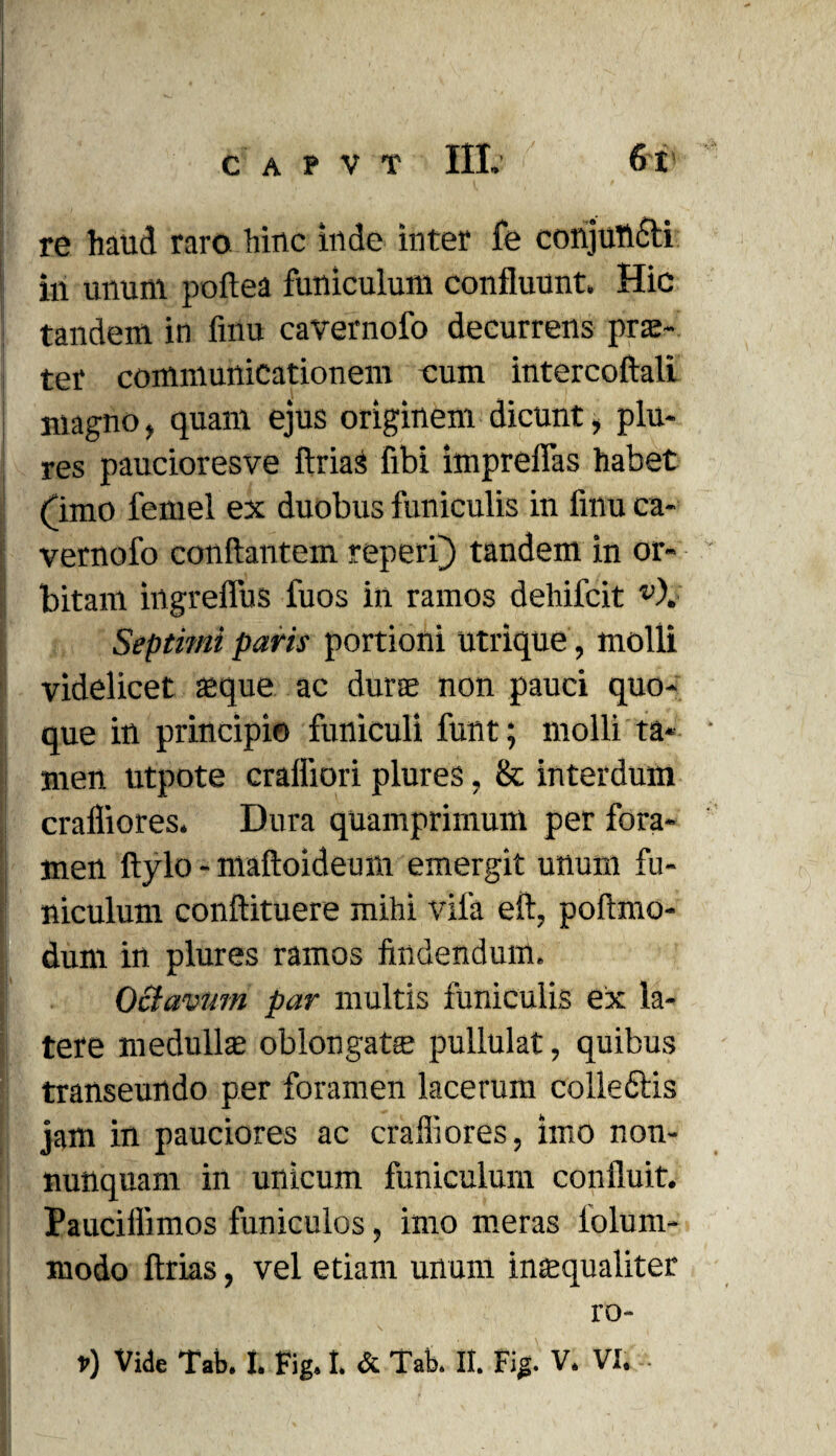 re haud raro hinc inde inter fe conjuncti in unum poftea funiculum confluunt. Hic tandem in fmu cavernofo decurrens prae¬ ter communicationem cum intercoftali magno, quam ejus originem dicunt, plu- res paucioresve ftrias fibi impreflas habet (Imo femel ex duobus funiculis in finu ca¬ vernofo conflantem reperi} tandem in or¬ bitam ingrelfus fuos in ramos dehifcit v\ Septimi paris portioni utrique , molli videlicet aeque ac durae non pauci quo¬ que in principio funiculi funt; molli ta¬ men utpote craffiori plures, & interdum crafliores. Dura quamprimum per fora¬ men ftylo - maftoideum emergit unum fu¬ niculum conftituere mihi vifa eft, poftmo- dum in plures ramos findendum. Octavum par multis funiculis ex la¬ tere medullae oblongatae pullulat, quibus transeundo per foramen lacerum colleftis jam in pauciores ac crafliores, imo non- nunquam in unicum funiculum confluit. Pauciflimos funiculos, imo meras iolum- rnodo ftrias, vel etiam unum inaequaliter ro-