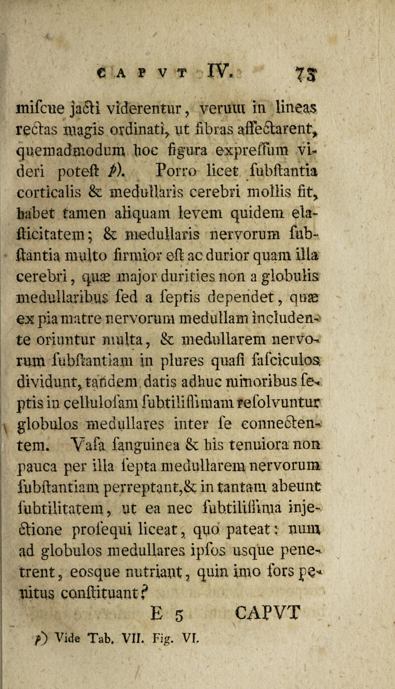 mifcne jacli viderentur, veruut in lineas rectas magis ordinati, ut fibras affectarent, quemadmodum hoc figura expreftitm vi¬ deri poteft P). Porro licet fubftantia corticalis & medullaris cerebri mollis fit, habet tamen aliquam levem quidem eia- fticitatem; & medullaris nervorum fub¬ ftantia multo firmior e-ft ac durior quam illa cerebri, qua; major durities non a globulis medullaribus fed a feptis dependet, quae ex pia matre nervorum medullam includen¬ te oriuntur multa, & medullarem nervo¬ rum fubftantiajn in plures quafi fafciculos. dividunt, tandem , datis adhuc minoribus fe¬ ptis in cellulofam fubtiliffimam refolvuntur globulos medullares inter fe conneeten- tem. Vafa fanguinea & bis tenuiora non pauca per ilia lepta medullarem nervorum fubftantiam perreptant,&; in tantam abeunt fubtjlitatem, ut ea nec fuhtiliffima inje¬ ctione prolequi liceat, quo pateat: num ad globulos medullares ipfos usque pene¬ trent , eosque nutriant, quin imo fors pe-* nitus confutuant ? E 5 CAPVT