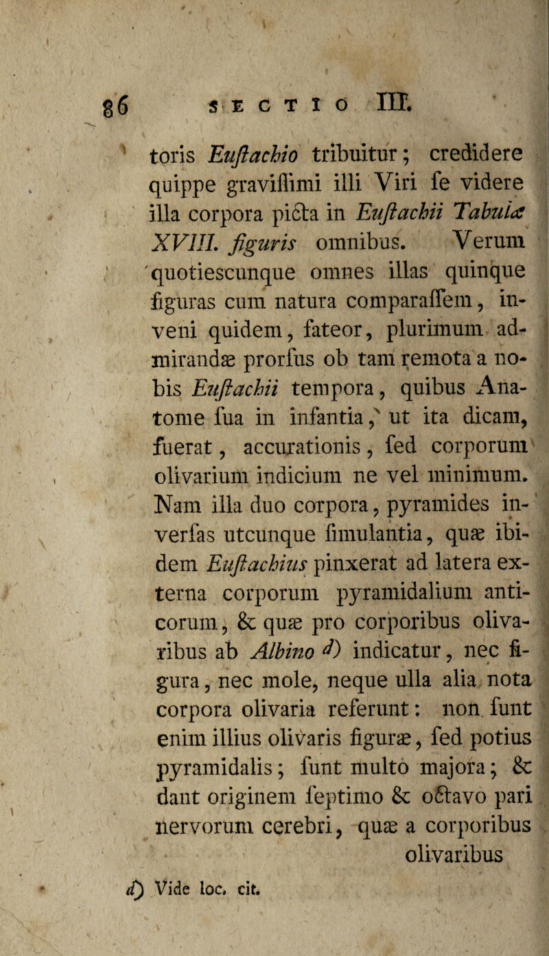 toris Euftachio tribuitur; credidere quippe graviflimi illi Viri fe videre illa corpora picta in Euftachii Tabula XVJII. figuris omnibus. Verum 'quotiescunque omnes illas quinque figuras cum natura comparaffem, in¬ veni quidem, fateor, plurimum ad¬ mirandae prorfus ob tam remota a no¬ bis Euftachii tempora, quibus Ana- tome fua in infantia,' ut ita dicam, fuerat, accurationis , fed corporum olivarium indicium ne vel minimum. Nam illa duo corpora, pyramides in- verfas utcunque limulantia, quas ibi¬ dem Euftachius pinxerat ad latera ex¬ terna corporum pyramidalium anti¬ corum , & quas pro corporibus oliva- ribus ab Albino indicatur, nec fi- gura, nec mole, neque ulla alia nota corpora olivaria referunt: non funt enim illius olivaris figurae, fed potius pyramidalis; funt multo majora; & dant originem leptimo & odtavo pari nervorum cerebri, quae a corporibus olivaribus d) Vide loc. cit.