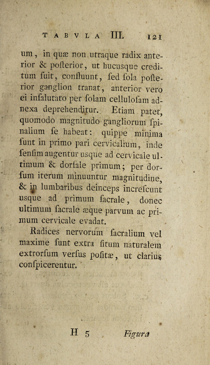 um, in quas non utraque radix ante¬ rior & pofterior, ut hucusque credi¬ tum fuit, confluunt, fed 1'ola pofte¬ rior ganglion tranat, anterior vero ei infalutato per folam cellulofam ad¬ nexa deprehenditur. Etiam patet, quomodo magnitudo gangliorum fpi- nalium fe habeat: quippe minima funt in primo pari cervicalium, inde fenlim augentur usque ad cervicale ul- timum & dorlale primum; per dor- fum iterum minuuntur magnitudine, & in lumbaribus deinceps increfcunt usque ad primum facrale, donec ultimum facrale aeque parvum ac pri¬ mum cervicale evadat. Radices nervorum facralium vel maxime funt extra fitum naturalem extrorfum verfus pofitse, ut clarius confpicerentur. H 5 Figura