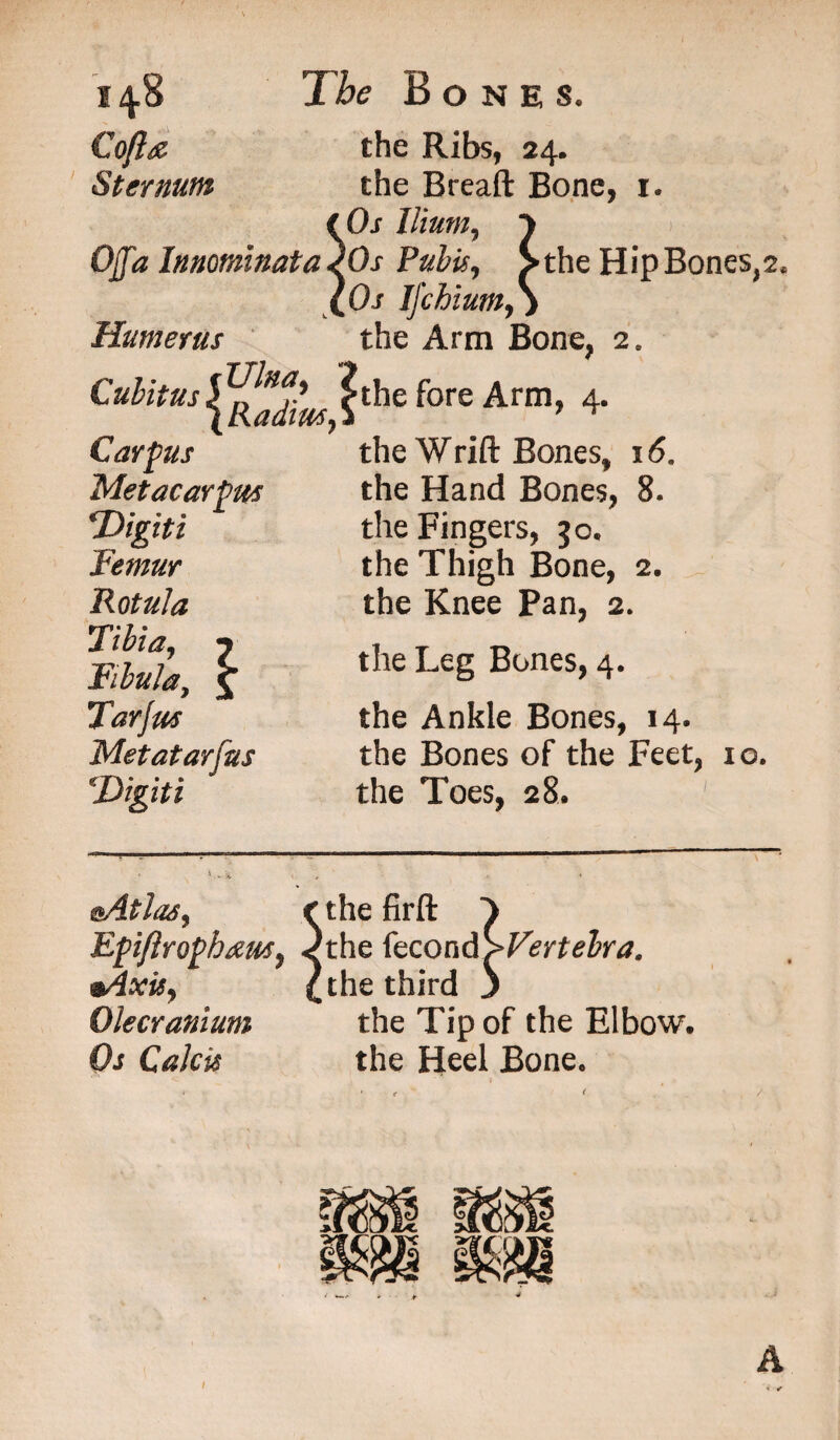 The Bones. the Ribs, 24. the Breaft Bone, 1. 50s Ilium, J > • Os Pubis, >the Hip Bones,2, Oj Ifcbium,) 148 Co{h% Sternum Humerus Cubitus Carpus Metacarpus Digiti Femur Rotula Tibia, ? Fibulay % Tar Jus Metatarfus 'Digit i y {Radius, the Arm Bone, 2e the fore Arm, 4. the W rift Bones, 16, the Hand Bones, 8. the Fingers, go, the Thigh Bone, 2. the Knee Pan, 2. the Leg Bones, 4. the Ankle Bones, 14. the Bones of the Feet, 10. the Toes, 28. @AtIas, r the firft Epiflrophausy Ahe kcond>Fertebra. mAxis, l the third J Olecranium the Tip of the Elbow. Os Cakts the Heel Bone.