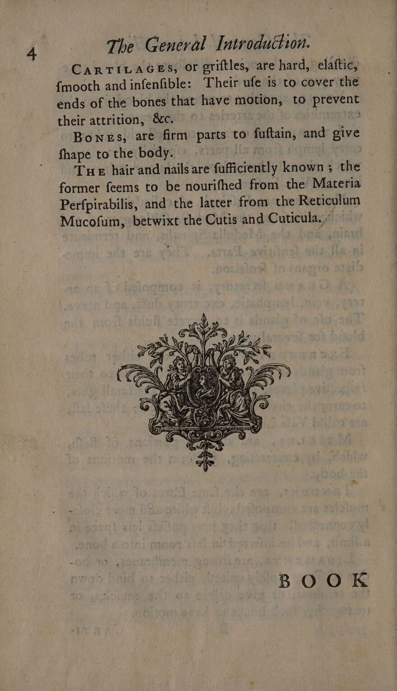 The General Introduttion. CARTILAGES; or griftles, are hard, elaftic, {mooth and infenfible: Their ufe is to cover the ends of the bones that have motion, to pioyent their attrition, &amp;c. Bones, are firm parts to Saftxin; anid abe fhape to the body. Tue hair and nails are fufficiently known; the former feems to be nourifhed from the Materia Perfpirabilis, and the latter from the Reticulum Mucofum, betwixt the Cutis and Cuticula.. BOOK