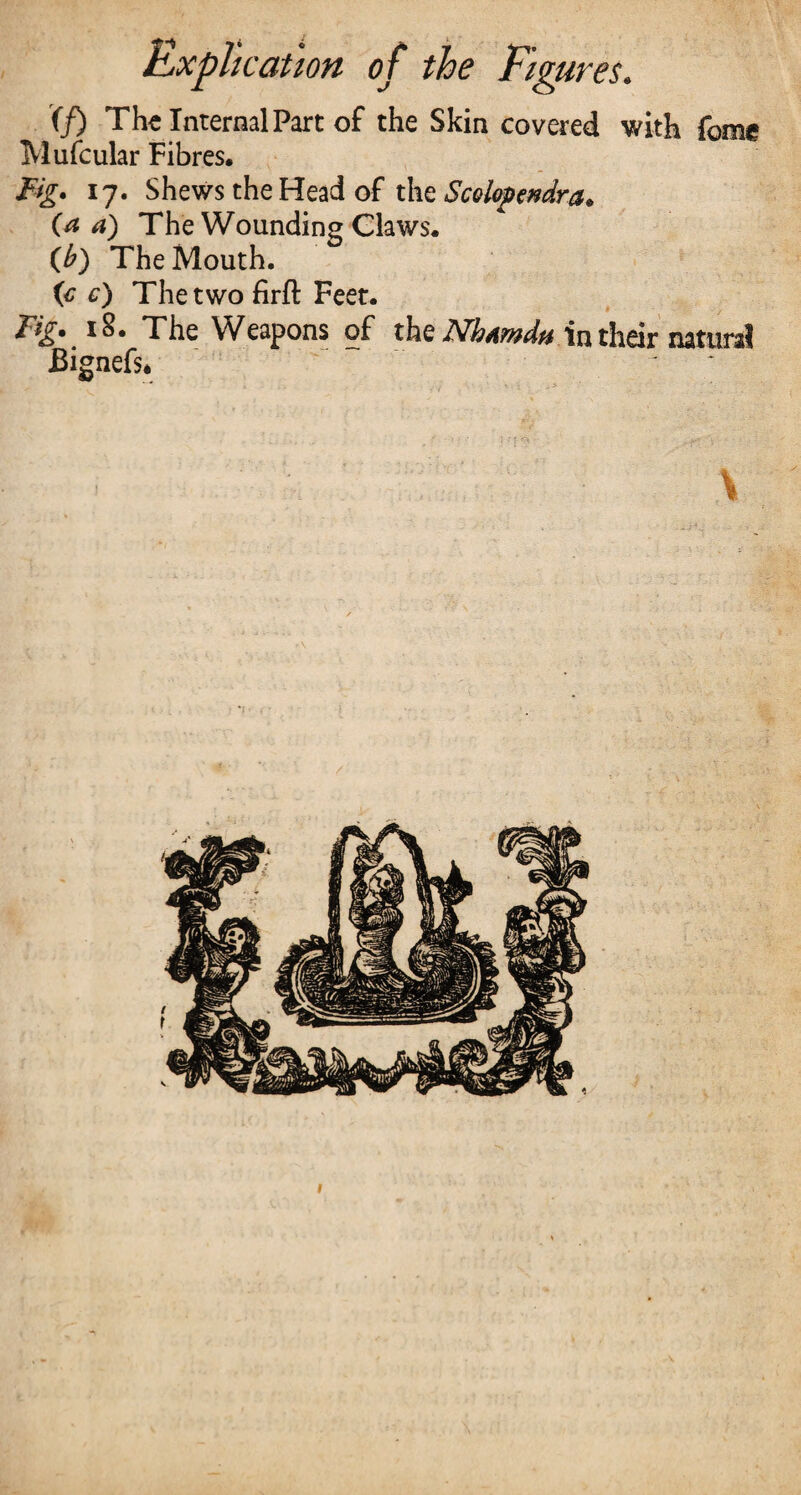 '(f) The Internal Part of the Skin covered with fome Mufcular Fibres. Fig. 17. Shews the Head of the Scolopendra. (a a) The Wounding Claws. (b) The Mouth. (c c) The two firft Feet. Tig. 18. The Weapons of the Nbtmdti in their natural Eignefs. 1