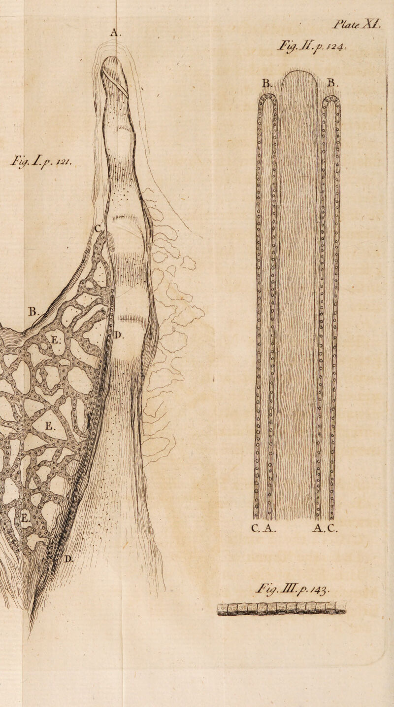 A.