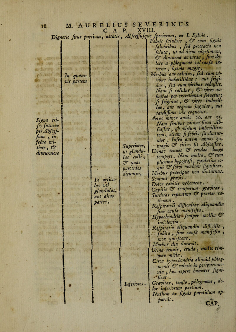 iS In quam¬ vis partem Signa cri- fis futurae per Abfcef- fum y in febre mi¬ tiore y & diuturniore i In articu¬ los vel glandulas, aut alias partes. Superiores, ut glandu¬ las colli , & quae parotides dicuntur. M. AURELIUS SEVERINUS C A P. XVIII. Dtenotio fitus parttum, aetatis, Abfceffufque fpecierum, ex I. Sylvto . . s ■ Febris falubris , & cum ftgnts I falubribus , fed protrafta non ■ foluta, ut ad diem vfgefimum7 & diuturna ac tarda , fine do¬ lore a phlegmone velcaufa ex¬ terna , hyeme magis. Morbus aut calidus, fed cum vi¬ ribus imbecillibus : aut frigi¬ dus , fed cum. ciribus robuftis. Nam fi calidus , & vires ro- bufiae per excretionem folvetur; fi frigidus y & vires imbecil¬ lae y aut aegrum jugulat, aut tardiffime vix coquetur. Aetas minor annis 30. aut 35. Nam fenibus minus'fiunt Ab- fcejfus, $b virium imbecillita¬ tem , etiam fi. febris fit diutur¬ nior , Infra autem annos 30. - magis & citius fit Abfceffus, Urinae tenues & crudae longo tempore» Nam multa 7 cum plurima hypojlafi, paulatim co¬ qui &f°lvi morbum [ignificat. Morbus praecipue non diuturnus, Somnus gravis . Dolor capitis vehemens, • Capitis & temporum gravitas , Surditas repentina & praeter ra¬ tionem , Refpirandi difficultas aliquandiu fine caufa manifejla. Hypochondria*fenipet molita & indolentia, Refpiratio ahquandtu difficilis , fubita , fine caufa manifefla , mox quiefcens, ] Morbus diu duravit. Urina tenuis, cruda , multo tem- * fore mitia. ^ Circa hypochondria aliquid phleg- monis & caloris in peri pneumo¬ nia y huc repere humores figni- • *ficat . Gravitas 7 tenfio , phlegmone, do- . lor inferiorum partium. j Nullum ex fignis parotidum ap¬ Inferiores r* at>