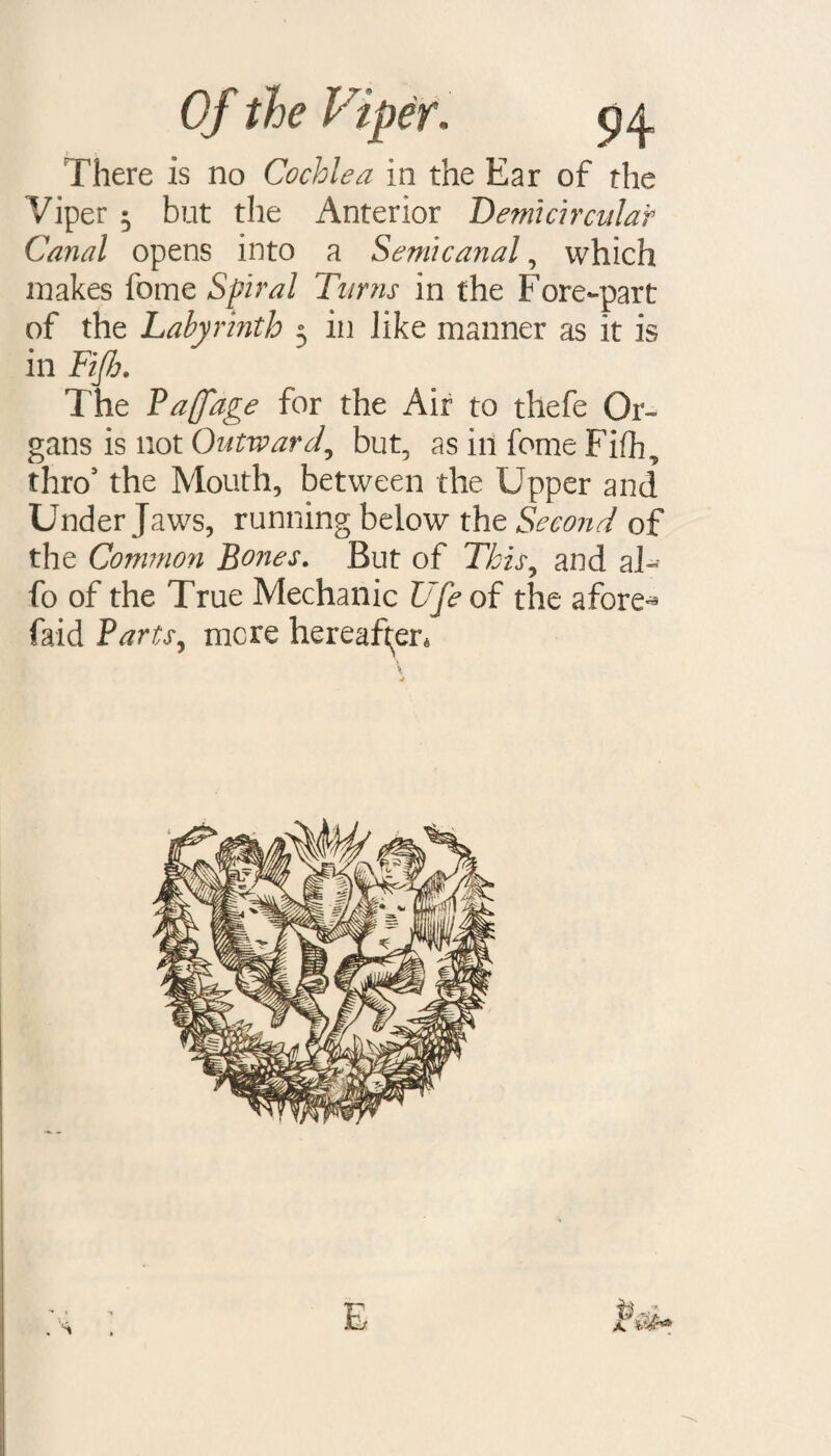 There is no Cochlea in the Ear of the Viper • but the Anterior Demicircular Canal opens into a Semicanal, which makes fome Spiral Turns in the Fore-part of the Labyrinth 3 in like manner as it is in Ftfb. The Paffage for the Air to thefe Or¬ gans is not Outward, but, as in fome Fifh, thro’ the Mouth, between the Upper and Under Jaws, running below the Second of the Common Bones. But of This, and a 1- fo of the True Mechanic Ufe of the afore- faid Parts, mere hereafter* A E