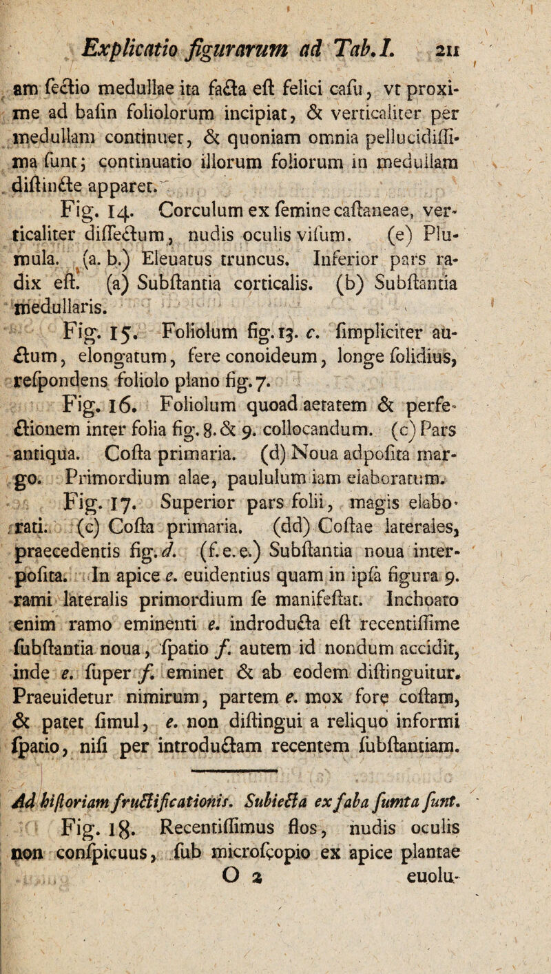 » Explicatio figurarum ad Tab.L 2u am fectio medullae ita faCta eft felici cafu, vt proxi¬ me ad baiin foliolorum incipiat, & verticaliter per medullam continuer, & quoniam omnia pelluckMI* ma funtj continuatio illorum foliorum in medullam diftinfte apparet.' Fig. 14. Corculum ex femine caftaneae, ver¬ ticaliter diftectum, nudis oculis vifum. (e) Plu- mula. (a. b.) Eleuatus truncus. Inferior pars ra¬ dix eft. (a) Subftantia corticalis, (b) Subftantia medullaris. Fig. 15. Foliolum fig. 13. c. (impliciter au- flum, elongatum, fere conoideum, longe folidius, refpondens foliolo plano fig. 7. Fig. 16. Foliolum quoad aetatem & perfe¬ ctionem inter folia fig, 8- & 9. collocandum, (c) Pars antiqua. Cofta primaria, (d) Noua adpofita mar¬ go. Primordium alae, paululum iam elaboratum. Fig. 17. Superior pars folii, magis elabo* rati, (c) Cofta primaria. (dd) Coftae laterales, praecedentis fig.</. (f.e.e.) Subftantia noua inter- pofita. In apice e. euidentius quam in ipfa figura 9. rami lateralis primordium fe manifeftat. Inchoato enim ramo eminenti e. indroduCta eft recentiffime fubftantia noua, fpatio /. autem id nondum accidit, inde e. fuper f. eminet & ab eodem diftinguitur» Praeuidetur nimirum, partem e. mox fore coftam, & patet limul, e. non diftingui a reliquo informi Ipatio, nifi per introduftam recentem {ubftantiam. Ad hi floriam fructificationis. Suti e Cia ex faba fumta funt. Fig. lg. Recentiflimus flos, nudis oculis non confpicuus, fub microftopio ex apice plantae O 2 euolu-