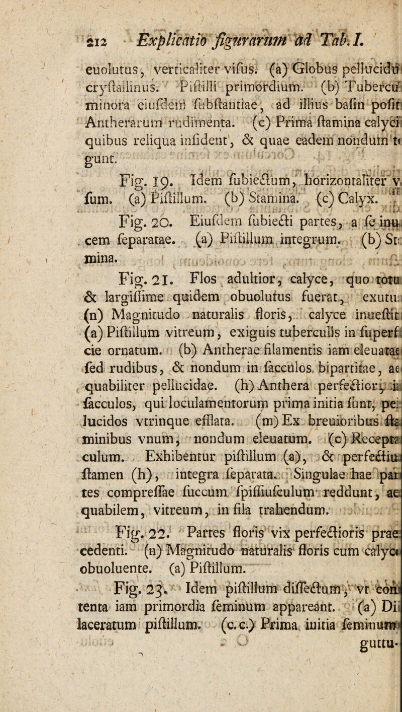 euolutus, verticalker vifus. (a) Globus peliucidir cryftailinus. Pifiifli primordium; (b) Tuberem minora eiufdein fubftantiae, ad illius bafin pofir Antherarum rudimenta, (c) Prima flamina calyci quibus reliqua infident', & quae eadem nondum t« gunt. Fig. 19* Idem fubie£lum, horizontaliter v fum. (a) Piftillum. (b) Stamina, {c) Calyx. Fig. 20. Eiufdem fubie&i partes, a fe inu. cem feparatae. (a) Piftillum integrum, (b) St: mina. Fig. 21. Flos adultior, calyce, quo totu & largiflime quidem obuolutus fuerat, exutu: 1 (n) Magnitudo naturalis floris, calyce inuefliti (a) Piftillum vitreum, exiguis tuberculis in fu per f. cie ornatum, (b) Antherae filamentis iam eleuarac fed rudibus, & nondum in facculos bipartitae, ac quabiliter pellucidae, (h) Anthera perfefliory .h facculos, qui loculamentorum prima initia funt, pe: lucidos vtrinque efflata. (m) Ex breuioribus fla minibus vnum, nondum eleuatum. (c) Recepta culum. Exhibentur piftillum (a), & perfeciiu ftamen (h), integra fe parata. Singulae hae par tes compreflae fuccum fpiffiufculum reddunt, ae quabilem, vitreum, in fila trahendum. Fig. 22. Parres floris vix perfe&ioris prae cedenti, (n) Magnitudo naturalis floris eum calyci obuoluente. (a) Piftillum. Fig. 23. Idem piftillum difteftum , vt coni tenta iam primordia feminum appareant. (a) Di laceratum piftillum. (c.c.) Prima initia feminum > « v-- guttu- . j. . M : • - i