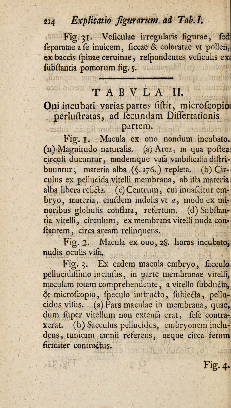 Fig 31. Veficulae irregularis figurae, (ed feparataeafe inuicem, ficcae & coloratae vt pollen, ex baccis fpinae ceruinae, refpondentes veficulis ex< fubftantia pomorum fig. 5. TABVLA II. Oui incubati varias partes fiftit, microfcopioi perluftratas, ad fecundam Diflertationis partem. Fig. I. Macula ex ouo nondum incubato., (n) Magnitudo naturalis, (a) Area, in qua poftea, circuli ducuntur, tandemque vafa vmbilicaliadiftri- buuntur, materia alba (§.176.) repleta. (^Cir¬ culus ex pellucida vitelli membrana, ab ifta materia alba libera relidta. (c)Centrum, cui innafcitur em¬ bryo, materia, eiufdem indolis vt a> modo ex mi¬ noribus globulis conflata, refertum, (d) Subftan- tia vitelli, circulum, ex membrana vitelli nuda con¬ flantem , circa aream relinquens. Fig. 2. Macula ex ouo, 28. horas incubato, imdis oculis vifi. '*J%£ r N-r J Xv.' 1V ■ ;N Fig. 3. Ex eadem macula embryo, lacculo pellucidiflimo inclufus, in parte membranae vitelli, maculam totam comprehendente, a vitello fubdu&a, & microfcopio, fpeculo inftrudo , fubiefla, pellu¬ cidus vifus. (a) Pars maculae in membrana, quae, dum fuper vitellum non extenia erat, fefe contra¬ xerat. (b) Sacculus pellucidus, embryonem inclu¬ dens, tunicam ampii referens, aeque circa fetum firmiter contrarius. 'ir( Fig. 4.