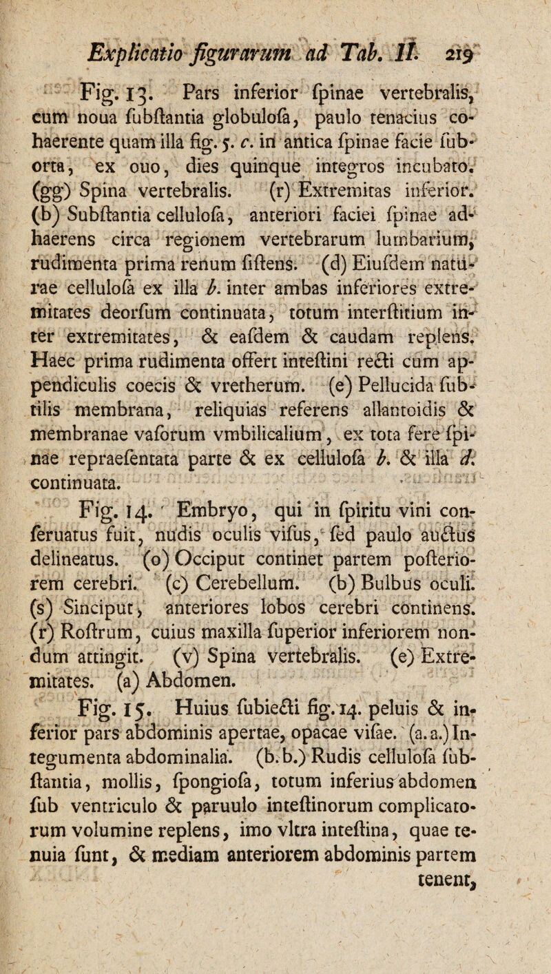 Fig. 13. Pars inferior fpinae vertebralis, cum noua fubftantia globulofa, paulo tenacius co¬ haerente quam illa fig. 5. c. in antica fpinae facie fub- orta, ex ouo, dies quinque integros incubato, (gg) Spina vertebralis. (r) Extremitas inferior, (b) Subflantia cellulofa, anteriori faciei fpinae ad¬ haerens circa regionem vertebrarum lumbarium, rudimenta prima renum fiftens. (d) Eiufdem natu¬ rae cellulofa ex illa b. inter ambas inferiores extre¬ mitates deorfum continuata, totum interfinium in¬ ter extremitates, & eafdem & caudam replens. Haec prima rudimenta offert inteflini re£ti cum ap¬ pendiculis coecis & vretherum. (e) Pellucida fub- tilis membrana, reliquias referens allantoidis & membranae vaforum vmbilicalium, ex tota fere fpi¬ nae repraefentata parte & ex cellulofa b. & illa d continuata. Fig. 14. ' Embryo, qui in fpiritu vini con- feruatus fuit, nudis oculis vifus, fed paulo auflus delineatus. (0) Occiput continet partem pofterio- rem cerebri, (c) Cerebellum, (b) Bulbus oculi, (s) Sinciput> anteriores lobos cerebri continens, (r) Roftrum, cuius maxilla fuperior inferiorem non¬ dum attingit, (v) Spina vertebralis, (e) Extre¬ mitates. (a) Abdomen. Fig. 15. Huius fubie&i fig. 14. peluis & in¬ ferior pars abdominis apertae, opacae vifae.' (a. a.) In¬ tegumenta abdominalia, (b. b.) Rudis cellulofa fub- fiantia, mollis, fpongiofa, totum inferius abdomen fub ventriculo & paruulo inteftinorum complicato¬ rum volumine replens, imo vitra inteftina, quae te¬ nuia funt, & mediam anteriorem abdominis partem tenent.