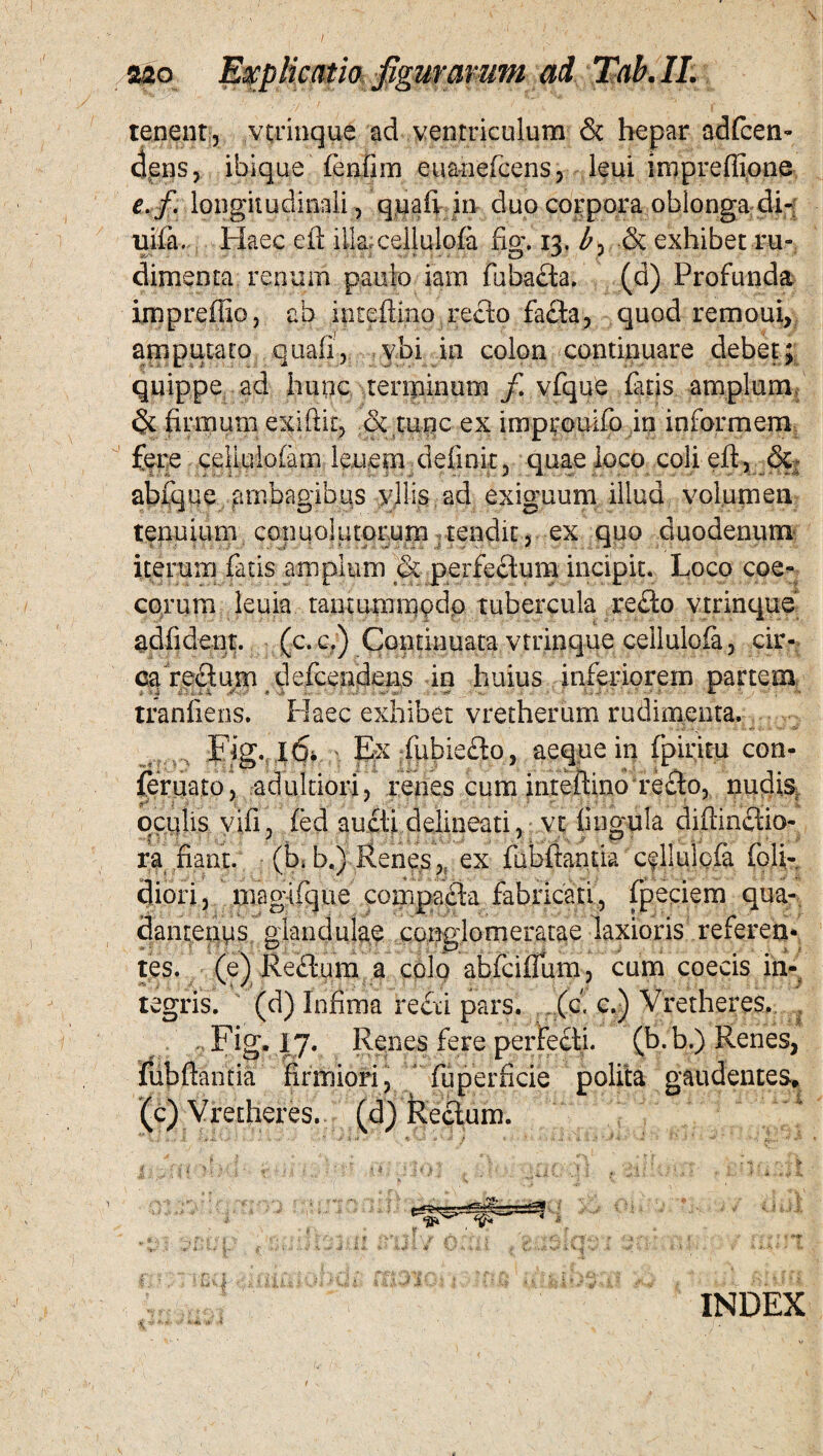 tenent, vtrinque ad ventriculum & hepar adfcen- dens, ihique fenfim euanefcens, leui impreftione e.f. longitudinali , quafi in duo corpora oblonga di- uifa. Haec eft illaxeliulofa fio\ 12, b & exhibet ru- ;y/-. O * dimenta renum paulo iam fuba&a, (a) Profunda impreffio, ab inteftino.reflo facta, quod remoui, amputato quafi, ybi in colon continuare debet; quippe ad hunc tenninum f vfque fatis amplum & firmum exiftk, & tutic ex improuifo in informem fere celiuiofam leuepi definit, quae loco coli eft, &- abique ambagibus vilis ad exiguum illud volumen tenuium conuolutorum tendit, ex quo duodenum iterum fatis amplum & perfectum incipit. Loco coe- eorum leuia tamummpdp tubercula re£to vtrinque adfident. (c.c.) Coiitinuata vtrinque cellulofa, cir¬ ca rectum defeendens in huius inferiorem partem tranfiens. Haec exhibet vretherum rudimenta. Fig.,16* i Ex fubiecto, aeque in fpiritu con- feruato , adukiori, renes cum inteftino re£to, nudis, oculis vifi, fed aucti delineari, vt lingula diftinctio- ra fiant, (b* b.) Renesex fubftantia cfllulcfa foli- diori, magifque compafla fabricati, fpeciem qua-, dantenus glandulae conglomeratae laxioris referen¬ tes. (eVReftum a colo abfeiffum, cum coecis in- tegris. (d) Infima reai pars. (c. c.) Vretheres. | Fig. 17. Renes fere perfecti, (b.b.) Renes, fubftantia firmiori, ''fu perfide polita gaudentes, (c) Vretheres. (d) Rectum. INDEX %**■+■*****