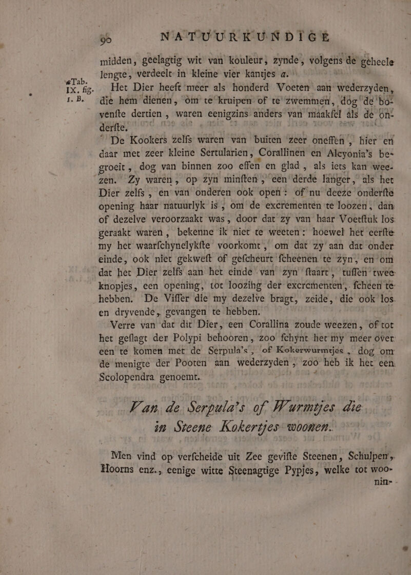 IX. fig- tE. Bs oo __ NATUURKUNDIGE midden, geelagtig wit van kouleur, eeh volgefis de gehele lengte, verdeelt- in kleine vier kantjes a. Het Dier heeft nreer als honderd wite aan wederzyden, die hem dienen, òm te kruipen of te‘ zwemmen, dóg de bo- venfte dertien ‚ waren eenigzins pe iere van mäakfel ls de on- derfte. | “De Kookers zelfs waren van buiten ‘zeer oneffen’ ‚ hier en daar met zeer kleine Sertularien, Corallinen en Alcyonia’s be- groeit ‚ dog van binnen zoo effen en glad, als iets kan wee- zen.’ Zy waren, op zyn minften „ een’ derde länger, als het Dier zelfs , en van onderen ook open: of nu deeze onderfte opening haar natuurlyk is , om de exerementen ‘te loozen , dan: of dezelve veroorzaakt was, door dat zy van haar Voetftuk los: geraakt waren, bekenne ik niet te weeten: hoewel het eerfte my het waarfchynelykfte voorkomt, om dat zy aan dat onder einde, ook niet gekweft of gefcheurt fcheênen'te Zyn, en om dat het Dier zelfs aan het dimad van zyn ftaart, tuflen twee: hebben. De Viffer die my dezelve bragt, zeide, die ook los. en dryvende, gevangen te hebben. Verre van dat dit Dier, een Corallina zoude weezen, of tot het geflagt der Polypi behooren, zoo fchynt het my meer over: een te komen met de Serpula’s, of Kokerwurmtjes „ dog om de menigte der Pooten aan wederzyden 3 200 heb ik Hbr een. Scolopendra. genoemt. Van, de. Serpula’s of Wurmtjes die in Steene Kokertes woonen. Men vind op verfcheide uit Zee gevifte Steenen, Schulpen Hoorns enz., eenige witte Steenagtige Pypjes, welke tot woo- nin=-