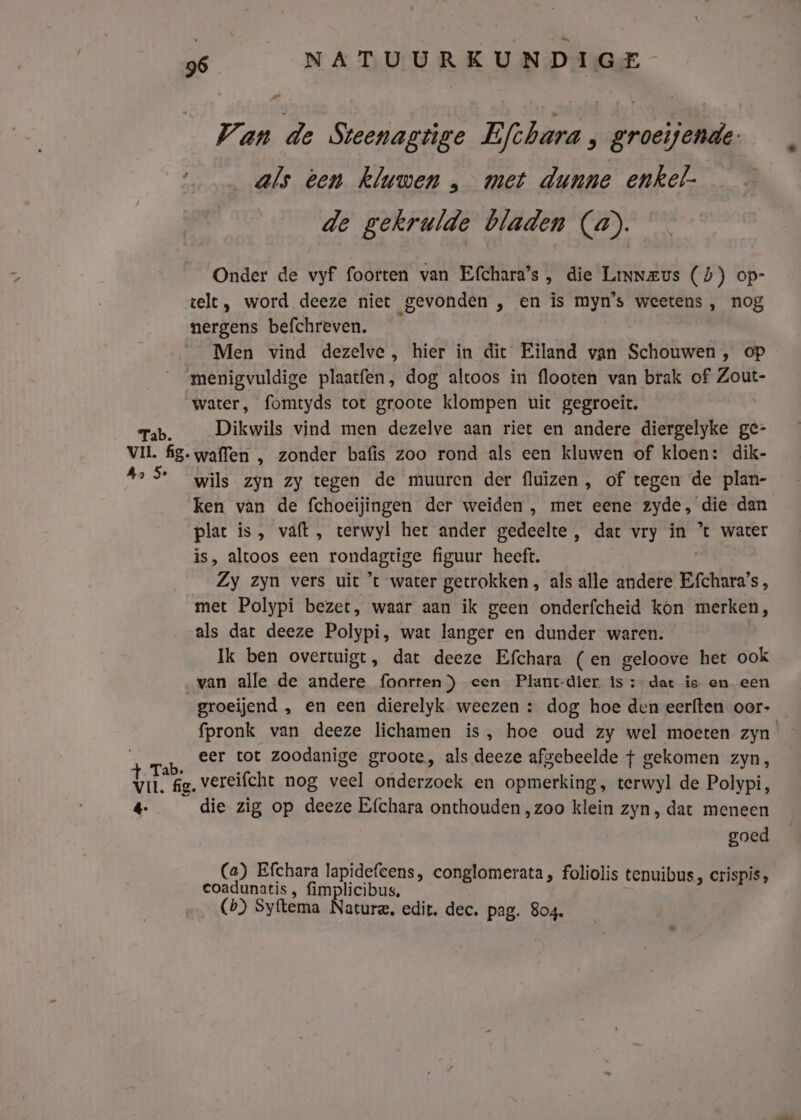 Van de Steenagtige FE (chara » groeijende: als éen kluwen ‚ met dunne enkel- de gekruide bladen (@). telt, word deeze niet gevonden , en is myn’s weetens , nog nergens befchreven. Men vind dezelve, hier in dit Eiland van Schouwen, op menigvuldige plaatfen, dog altoos in flooten van brak of Zout- water, fomtyds tot groote klompen uit gegroeit. rab. __Dikwils vind men dezelve aan riet en andere diergelyke ge- VIL fig. waflen , zonder bafis zoo rond als een kluwen of kloen: dik- de 3 EN zyn zy tegen de muuren der fluizen , of tegen de plan- ken van de fchoeijingen der weiden , met eene zyde, die dan plat is, vaft, terwyl het ander gedeelte, dat vry in % water is, altoos een rondagtige figuur heeft. Zy zyn vers uit ’t water getrokken , als alle andere Efchara’s, met Polypi bezet, waar aan ik geen onderfcheid kon merken, als dat deeze Polypi, wat langer en dunder waren. | Ik ben overtuigt, dat deeze Efchara (en geloove het ook van alle de andere foorten) cen Plant-dier is :-dat is en een groeijend , en een dierelyk. weezen : dog hoe den eerften oor- +-Tab. eer tot zoodanige groote, als deeze afgebeelde f gekomen zyn, Vil. fg. vereifcht nog veel onderzoek en opmerking, terwyl de Polypi, 4 die zig op deeze Efchara onthouden ‚zoo klein zyn, dat meneen goed (a) Efchara lapidefeens, conglomerata , foliolis tenuibus., crispis, eoadunatis, fimplicibus, (b) Syftema Nature. edit. dec. pag. 804.