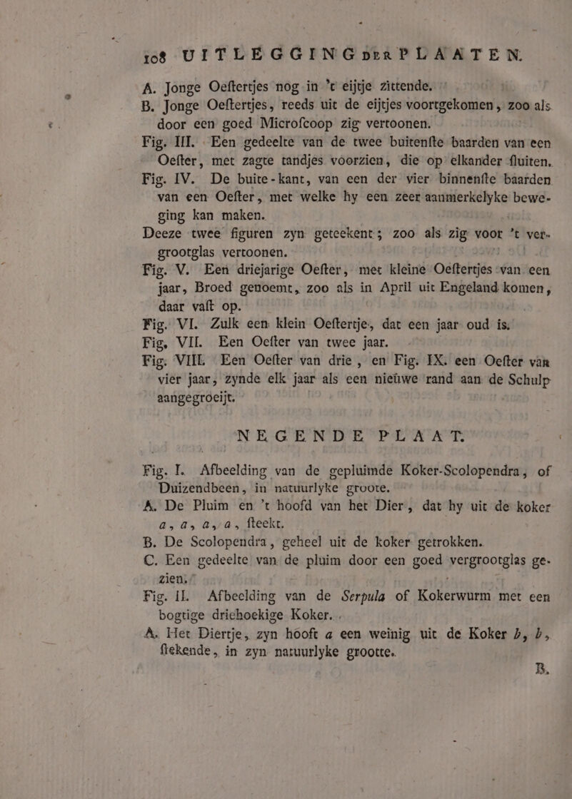 A. Jonge Oeftertjes nog in ’t eije zittende. B. Jonge Oeftertjes, reeds uit de eitjes voortgekomen , zoo als door een goed Microfcoop zig vertoonen. Fig. III. Een gedeelte van de twee buitenfte baarden van een Oefter, met zagte tandjes voorzien, die op elkander fluiten, Fig. IV. De buite «anc, van een der vier binnenfte baarden van een Oefter, met welke hy een zeer ie volledig bewe- ging kan maken. Deeze twee figuren zyn geteekent; zoo als zig Voor ’t ver. grootglas vertoonen. Fig. V. Een driejarige Oefter, met kleine Oëfterjes van. een jaar, Broed genoemt, zoo als in April uit Engeland komen, daar valt op. Fig. VL. Zulk een klein Oeftertje, dat een jaar oud is: Fig, VIL Een Oefter van twee jaar. Fig. VIIL Een Oefter van drie, en Fig. IX. een Oefter van vier jaar, zynde elk jaar als een niewe rand aan de Schulp aangegroeijt. | NEGENDE PEA A Te Fig. L Afbeelding van de gepluimde Koker-Scolopendra, of Duizendbeen, in natuurlyke groote. A, De Pluim en ’t hoofd van het Dier, dat hy uit de koker a, 4, äa, fteekt. B. De Scolopendra, geheel uit de koker drone: C. Een gedeelte van. de pluim door een goed Pereneorglag ge- zien, Fig. IL Afbeelding van de Serpula of Kokende met een bogtige driehoekige Koker. . A. Het Diertje, zyn hooft a een weinig uit de Koker 5, 4, ftekende, in zyn natuurlyke grootte. B,