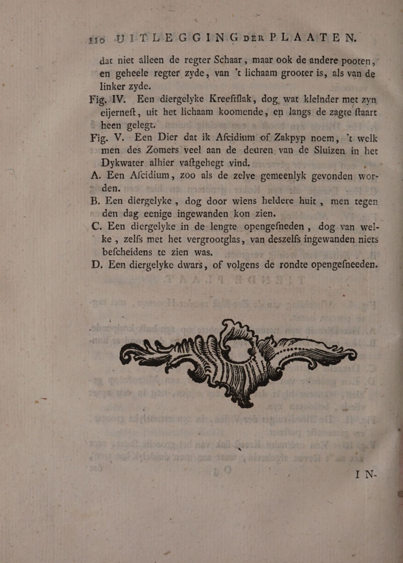 dat niet alleen de regter Schaar , maar ook de andere pooten, en geheele regter zyde, van ’ lichaam grooter is, als van de linker zyde. Fig. IV. Een diergelyke Kreefiflak, dog, wat kleinder met zyn eijerneft, uit het lichaam koomende, en langs de zagte ftaart heen gelegt. Fis. Vn Eén Dier dat ik Afcidiam of Zakpyp noem, ’t welk men des Zomers veel aan de deuren, van de Sluizen in het Dykwater alhier vaftgehegt vind. A. Een Afcidium, zoo als de zelve genieenlsk bebe wor- den. B. Een diergelyke , he door wiens heldere huit , men tegen den dag eenige ingewanden kon zien. C. Een diergelyke in de-lengte- opengefneden , dog van wel- ke, zelfs met het vergrootglas, van deszelfs ingewanden niets befcheidens te zien was. D. Een diergelyke dwars, of volgens de rondte opengefneeden. I N-