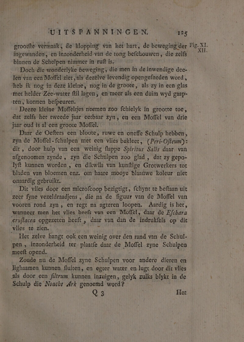 grootte vermaäks de klopping van hét hart, de beweging der Re ingewanden’, en inzotdérheid van de tong befchouwen , die zelfs binnen de Schelpen nimmer in ruft is Doch die wonderlyke- beweging; die men in de inwendige dee- Ien vaneen Moffel ziet „als dezelve levendig opengefneden word , ‘heb ik nog in deze kleine, nog in de groote, als zy in een glas met melder’ Zee- -water ftil lagen, en meer als een duim wyd gaap- ten, konnen befpeuren. Deeze kleine Moffeltjes neemen zoo fchielyk in gróötte toe, dat zelfs het tweede jaar eetbaar zyn, en een Moffel van drie jaar oud is aleen groote Moffel. Daar de Oefters een bloote, ruwe en oneffe Schulp hebben; zyn de Moffel -fchulpen met een ‘vlies bekleet, (Peri-Ofteum): dit, door hulp van een weinig flappe Spiritus Salis daar van afgenoomen zynde , zyn die Schulpen zoo glad , dat zy gepo- Iyft kunnen worden , en dikwils van kunftige Grotwerkers tot bladen van bloemen enz. om haare mooye bldafwe koleur niet onaardig gebruikt. Dit vlies door een microfcoop bezigtigt, fchiynt te beftaan uit zeer fyne vezeldraadjens , die na de figuur van de Moffel van vooren rond zyn, en regt na agteren loopen, Aardig is hee, wanneer. men het vlies heeft van een Moffel, daar de E/chara ‘cruftacea opgezeten heeft &gt; daar van dan de indrukfels op dic vlies te zien. Het zelve hangt ook een weinig over den rand van de Schul. pen „ inzonderheid ter. plaatfe daar de Moffel zyne Schulpen meeft opend. Zoude nu de Moffel zyne. Schulpen voor andere dieren en ‚ lighaamen kunnen, fluiten, en egter water en-lugt door dit vlies ls door een filtrum kunnen inzuigen, gelyk zulks blyke in de Ep die Noachs Ark genoemd word? Q3 Het