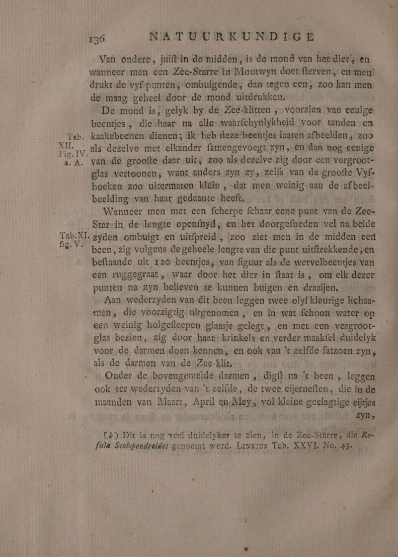 Teab. a. A. Van ondere, juiftin de midden, is de mond van het dier’, en wanneer: men een Zêe-Starre in Moutwyn doet fterven en men! drukt.de vyf-punten; ombuigende, dan tegen een, zoo kan men de maag geheel door de mond uitdrukken. „De mond is, gelyk by. de Zee-klitten , voorzien van eenige beentjes „ dieshaar na alle-waarfchynlykheid ‘voor, tanden en kaakebeenen- dienen; ik. heb deze beentjes laaten afbeelden , zoo als dezelve met elkander famengevoegt, zyn ‚en dan nog eenige van de groofte daar uit; zoo als-dezelve zig door een vergroot- glas vertoonen, want anders zyn zy, zelfs van de groofte Vyf- hoeken -zoo uitermaten- klein „dat men weinig aan hi akbeels beelding van haar gedaante heeft. a Wanneer men met een fcherpe fchaar eene punt van de Zee- Starvin de lengte openínyd „ en het doorgefneden vel na beide been, zig volgens de geheele lengte van die punt uitftrekkende „en beftaande uit 120 beentjes, van figuur als de wervelbeentjes van een ruggegraat , waar door het dier in ftaat is , om elk dezer punten na zyn believen te, kunnen buigen en draaijen. Aan wederzyden van dit been leggen twee olyf'kleurige lichaa- men, die voorzigtig. uitgenomen „ en in--wat fchoon water-op een weinig holgefleepen glaasje. gelegt, en meteen vergroot- glas bezien, zig door haar krinkels en verder maakfel duidelyk voor de, darmen doen kennen, en ook van % zelfde fatzoen zyn, alsde darmen van,denZee-klic. jl Onder de, bpvangeniside darmen „ digft na %-been , leggen ook, ter wederzyden-van 't zelfde, de twee eijerneften, die in de maanden van Maart, zeil en: Mey; vol kleine geelagtige eijtjes — Rs BET ‚ee Í bril 4} Zyn ; C4) Dit is nog veel duidelyker te zien, inde Zee-Starre, dië Ro- Sula Scolopendroides genoemt word. Linxivs Tab. XXVI. No. 43e