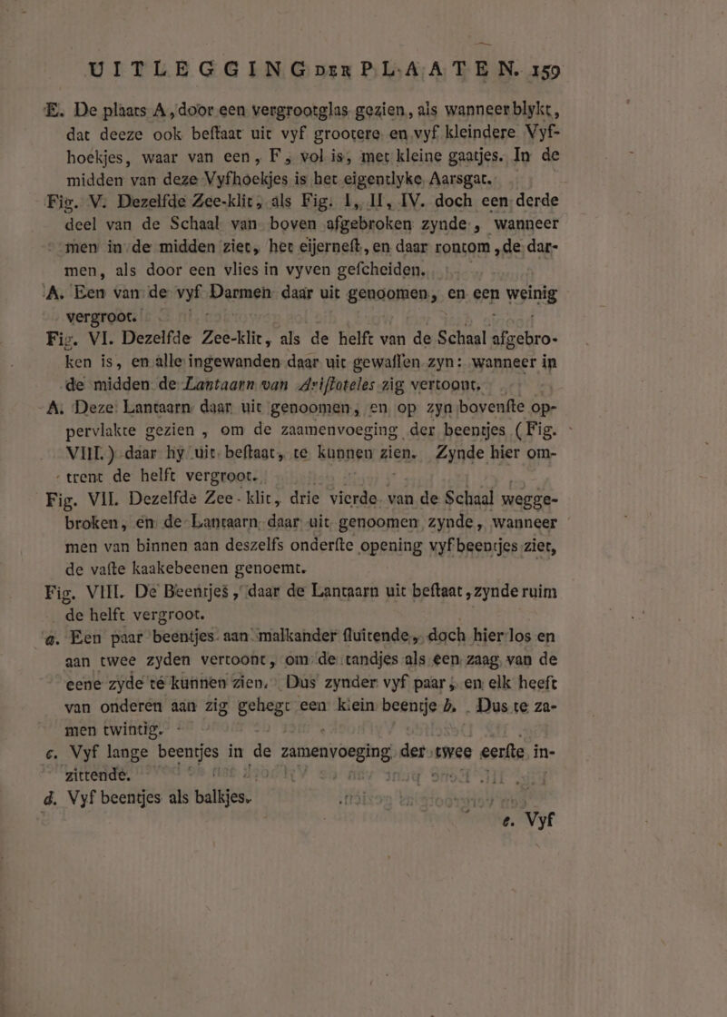 E. De plaats A „door een vergrootglas gezien, ais wanneer blykt, dat deeze ook beftaat uic vyf grootere. en vyf kleindere. Vyf- hoekjes, waar van een, F „ wol is, mert kleine gaatjes. In de midden van deze Vyfhoekjes is het eigentlyke, Aarsgat.. — Fig. V: Dezelfde Zee-klit, als Fig. 1, II, IV. doch een-derde deel van de Schaal van boven afgebroken zynde , wanneer - men inde midden ziet, hee eijerneft, en daar rontom „de, dar- men, als door een vlies in vyven gefcheiden., …… | A. Een vande vyf Eh raRin daar uit genoomen, en een wing vergroot. Fig. VI. Dezelfde Zee-klie, als de helft van de Schaal ee. ken is, em alle: ingewanden daar uit gewaflen- zyn: wanneer in de midden-de- Lantaarn. van Ariftoteles zig vertoont. A: Deze: Lantaarn: daar uiet genoomen, en, op zyn ,bovenfte op- pervlakte gezien , om de zaamenvoeging der beentjes (Fig. VII) ds hy uit. beftaat„ te Ebnss zien. Zynde hier om- „trent de helft vergroot. Fig. VIL Dezelfde Zee- klit, drie vierde. van hens Schaal wegge- broken , en, de- Lantaarn, daar: uit. genoomen zynde, wanneer men van binnen aan deszelfs onderfte opening vyf beentjes ziet, de vafte kaakebeenen genoemt. Fig. VIIL De Beentjes „daar de Lantaarn uit beftaat ,zynde ruim de helft vergroot. ij Een paar beentjes. aan malkander fluitende, doch hier-los en aan twee zyden vertoont, omde tandjes als een, zaag, van de eene zyde’ té kunnen zien. Dus zynder vyf paar ; en elk heeft van onderen aan zig gehege een kiein wegirjsoh b, „Dus te za- men twintig. ce. Vyf lange beenjes in de ; zamenvoeging mij wee eerfte in- ‘zittende. [ Sat, d. Vyf beentjes als balkjes. Vve | | e. Vyf