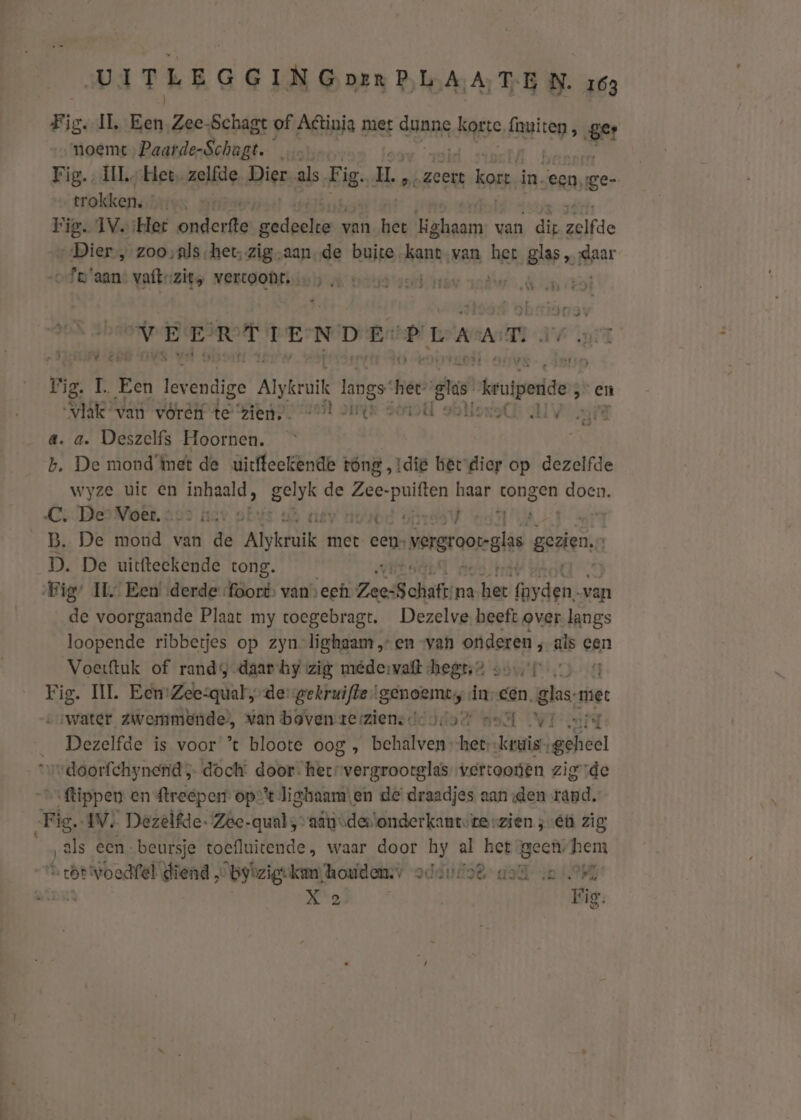 Eis. IL. Een Zee-Schagt of Atinia met dinns Rhee. Cgiceg E er noemt, Paarde-Schagt. Fig. II Het, zelfde. Dier als Pig LL, nb seet an in. ecn, (ge- trokken. Fig. IVe Her bad erde gedeelte van het pede van die Bake Dier zooals het, zig.aan.de buite. kant van het glas, gaar _Fe'aan vaftzit, vertoont. … Rs ide NEERTLENDE: PLAAT Fig. 1 ‚Een It salde Alykruik langs” hee gie uier ‚ en She van wórétt te ‘zien, + vu ver dl eddie: a. a. Deszelfs Hoornen. | b. De mondimet de uitffeekende 1 tóng, idie hetdier op dezelfde wyze uit en enge BERN de Zee-puiften haar tongen doen. C, De Voer. : st red ons vifl B. De mond van Le Alytruik met een vergroorgle gezien,” D. De uitfteekende tong. Fig: IL Een derde foort van: ee ZeesSchatt na het! (arden van de voorgaande Plaat my toegebragt. Dezelve beeft over „Jangs loopende ribbetjes op zyn-lighaam „en „van merck ais GAN Voerftuk of randy daarhy zig médervaft hegt,2 +» \ Fig. III Eem Zee:qual,-dergekruifde vetnek > im cen. ehs; tige ewater. zwemmende, van bovenrerziens dd ida ne WI n; Dezelfde is voor *t bloote oog , behlven wetn kruis, „geheel “doorfchynend doch: door: heervergroorglas vertooúen zig de flippen en ftreepen op-% lighaam\en de draadjes aan ‚den rand. Re IV. Dezelfde. Zee-qualsaänsdesonderkantsrerzien ; én zig als een beursje toefluitende, waar door hy al het geen hem Á bt woedfel diend „ by'zig: kan houden. oddula® ard ie (PM DP, dak Fig.