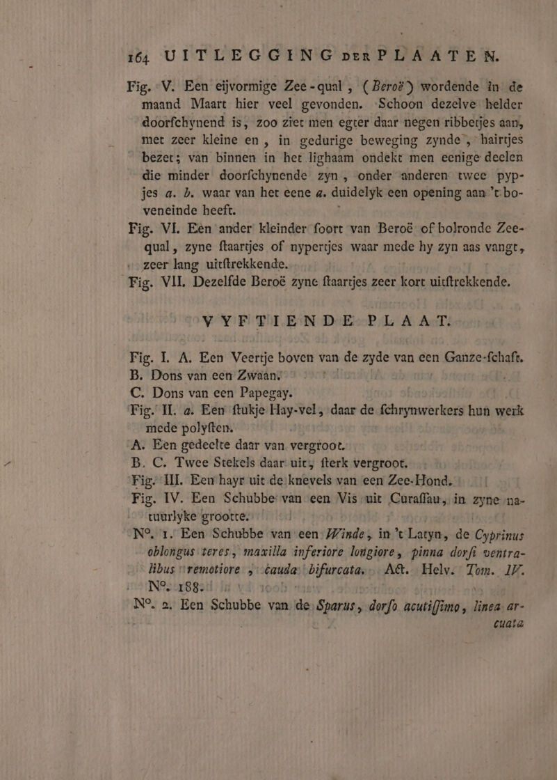 Fig. V. Een eijvormige Zee-qual , (Beroë) wordende in de maand Maart hier veel gevonden. ‘Schoon dezelve helder doorfchynend is, zoo ziet men egter daar negen ribbetjes aan, met zeer kleine en , in gedurige beweging zynde , hairtjes bezet; van binnen in het lighaam ondekt men eenige deelen die minder doorfchynende zyn, onder anderen twee pyp- jes a. bh. waar van het eene a. duidelgk een opening aan ’tbo- veneinde heeft, Fig. VL Eèn ander kleinder foort van Beroë of bolronde Zee- qual , zyne ftaartjes of nypertjes waar mede hy zyn aas vangt, zeer lang uitftrekkende. Fig. VIL Dezelfde Beroë zyne ftaartjes zeer kort uitftrekkende. VYF PLEN DrEP/L A ATS Fig. L A. Een Veertje boven van de zyde van een Ganze:fchaft, B. Dons van een Zwaan. C. Dons van een Papegay. Fig. II. a. Een ftukje ie vel ; daar de fchrynwerkers hun werk mede polyften. A. Een gedeelte daar van vergtoöt. B, C. Twee Stekels daar: uiet, fterk vergroot. Fig. IL. Een hayr uit de-knevels van een Zee-Hond. Fig. IV. Een Schubbe: van een Vis uit Cuoraffau, in Her na- tuurlyke grootte. N°, 1. Een Schubbe van een Winde „ in Latyn; de Cyprinus oblongus teres, maxilla inferiore longiore, pinna dorfi ventra- libus “remotiore , ir kosas bifurcata, A&amp;. Helv. Tom. IZ. N9er88atl N°, a, Een Schubbe_ van. rr diie dorfo acutiffimo, mis ar- cuata