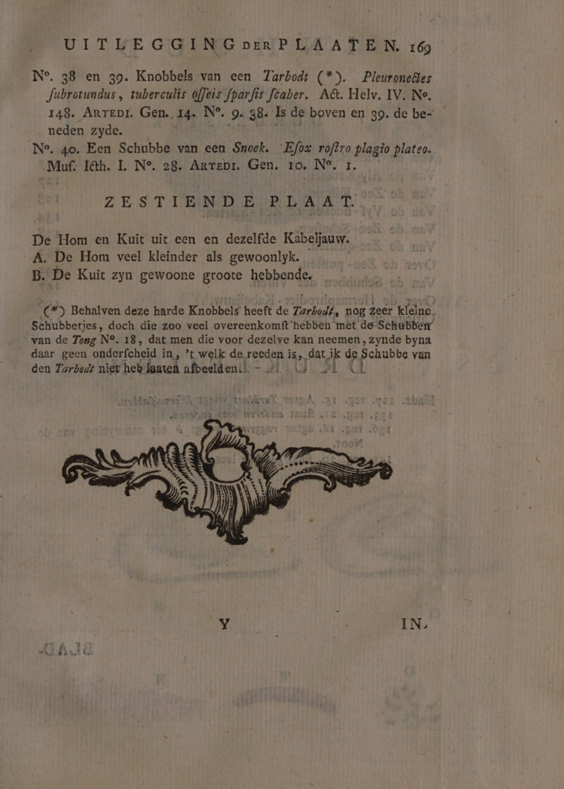 N°, 38 en 39. Knobbels van een Zarbodt (*). Pleuroneêles Jubrovundus , tuberculis ofJeis fparfis fcaber. A. Helv. IV. Ne, 148. Arrepr. Gen. 14. N°. 9. 38. Is de boven en 39. de be- neden zyde. Ne. 40. Een Schubbe van een Snoek. -Efox de Bigge plateo. Muf. I&amp;th. L N°. 28. Arrepi. Gen. ro, NP, ZES T LB DEE SD EIA A TL. De Hom en Kuit uit een en dezelfde Kabeljauw. A. De Hom veel kleinder als gewoonlyk. B. De Kuit zyn gewoone groote hebbende. (*) Behalven deze harde Knobbels heeft de Zurhodf, nog zeer kleinc, Schubbetjes, doch die zoo veel overeenkomft‘hebben met de Schubbern van de Tong N°. 18, dat men die voor dezelve kan neemen, zynde byna _ daar geen onderfcheid in, ’t welk de reeden Ì is,dat ik de Schubbe van den Zurbodt niet heb laate afbeeldenit -—+/ \s il &lt;L
