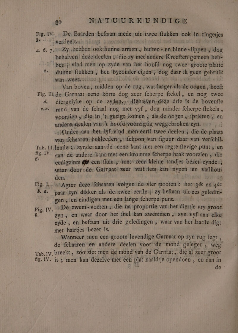 3: «. d. A Tab. Ul. fig. IV. ‘Tab. IV. fig. IV, 30 NATUUR KU ND TGE De, Baarden. kbitrant dens „uit twee uden ook in Aes verdeelt: E aas Zy hebbén! ook: dk armen, adi en tiene le dog behalven dezerdeelen „die zy met andere Kreeften” gemeen heb: ben’; vind men op zyde van het hoofd nog twee groote platte dunne ftukken „ hen: en eigen 5 dog daar x geen le wan wieérsoriiao gis Bi.siokie da Hound Van boven, miëden op de rug, wat tasger be: de oógid, tief: de Garnaat eene korte dog zeer fcherpe ftekel, en nog twee diergelyke op de zy detwes Rehalie niest drie is de bovenfte rand van de fchaal nog met vyf , dog minder fcherpe ftekels , voorzien ;’-die,in ’t gezigv-komen , ds de oogen ‚-fprieten, en andere: deelen vans’ hoofd: voórzigtúg where zyn. Onder: aan, het lyf, vind menseerft twee deelen ; die de plaats van fchaaren „bekleeden fchoouvan-figuur-daar-van verfchil- lende 3 zyndev aaûvde veene kant met een regte flevige punt ; en aan de andere kant met een-kromme fcherpe haak voorzien , die cenigzincs glP cen‘ luit, met zeer kleine ‘tandjes bezet zynde wâarsdoor ode. Garnaat zeer väfbiets kan nypen «en _vâfthou- _den. N stAgter deze fchaaten ‘volgen de vier pooten : hetgde en he paar zyn dikker als: detwee eerfte ; zy beftaan uic- zes geledin- ie ‚en eindigen meteen lange fcherpe punt. | „De zwem - voeten „ die na-proportie van-het diertje vry Brood zyn „ en waar door het fnel kan zwemmen „ zyn vyf aan elke zyde , en beftaan uit drie geledingen , waar van het laacfte dige met hairtjes bezet is. Wanneer men een groote levendige Garnaac op zyn rug legt, de fchaaren «en andere deelen voorde mond gelegen, weg” breekt , zoo ziet men de mond van de Gartaat, die al zeer groot is; men kan dezelve met een de naaldtje opendoen , en dan in