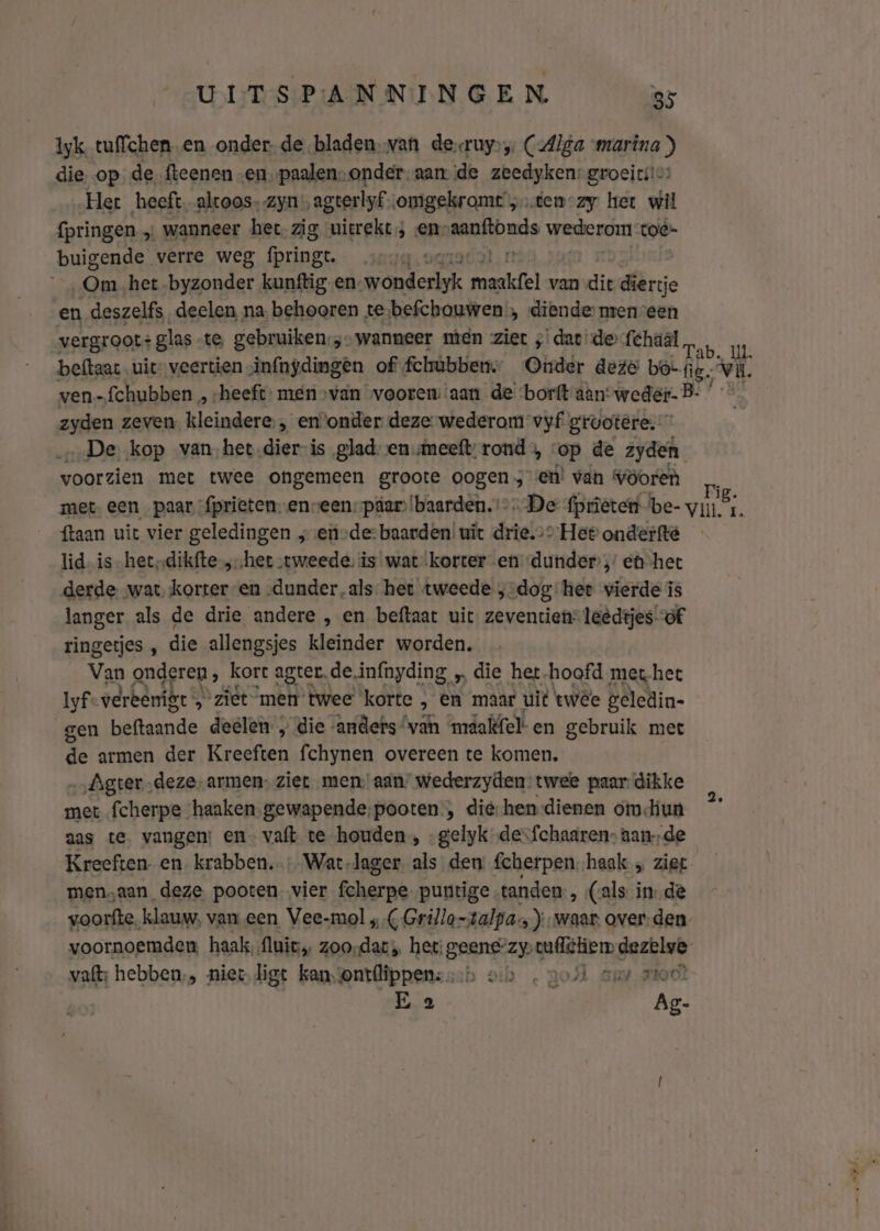 lyk tuffchen en onder. de bladen. van de-ruy,, (-Alga “marina ) die op de fteenen „en, paalen-onder. aande zeedyken: groeits!os Het heeft. altoos- zyn agterlyfsomgekromt‘so.tem-zy het wil {pringen „ wanneer het zig uitrekt; en- reais bean tOé- buigende verre weg fpringt. Om het byzonder kunftig en: randerink Laa van die diertje en deszelfs, deelen na behooren te-befchouwen;, diende: nrenveen vergroot: glas «te, gebruiken;;- wanneer nen ziet ;' dat’ de {chaal En beftaat uit” veertien „infnydingen of fchùbben” Onder deze boe ig, Vil. ven-fchubben „ heeft: men van voorem aan de ‘borft aan: weder. B- zyden zeven kleindere, en‘onder deze wederom vyf gruotere. „De, kop van het en is glad: en „meett: rond, op de zyden voorzien met twee ongemeen groote oogen , en! van Vöoren rig. met een paar, fprieten-enveen:páar baarden. De fprieten be- vid 1. ftaan uit vier geledingen „eù»de: baarden! uit drie. Hee onderfté lid- is -hetdikfte ‚het „tweede, is wat korter en dunder ,’ et het derde wat korter-en -dunder.als het tweede ;-dog:het vierde is langer als de drie andere , en beftaat uit zeventien=leèdtjes of ringetjes , die allengsjes kleinder worden, Van onderen, kort agter, de.infnyding „ die het-hoofd met het lyf vereenigt „ziet men twee korte &gt; EN maar uit twêe geledin- gen hdnaande deelen „die - anders ‘van ardalfel- en gebruik met dt armen der et fchynen overeen te komen. ‚Agter deze, armen. ziet men aan’ wederzyden:twee paar dikke met fcherpe haaken.gewapende;pooten, die-hen dienen om diun aas te. vangen; en- vaft te houden, -gelyk „de“fchaaren, aande Kreeften. en. krabben. Wat Jager. als den: fcherpen.haak „ zie men„aan deze pooten. vier fcherpe- puntige. tanden, (als in de voorfte klauw, van een Vee-mol „,( Grillo=talpa-, ), waar over. den voornoemden haak, {luie zoordat het: geansaae tuflchem dezelve vaft: hebben, niet ligt kan onrllippen: » « 2051 Ga moo E 2 Ag-