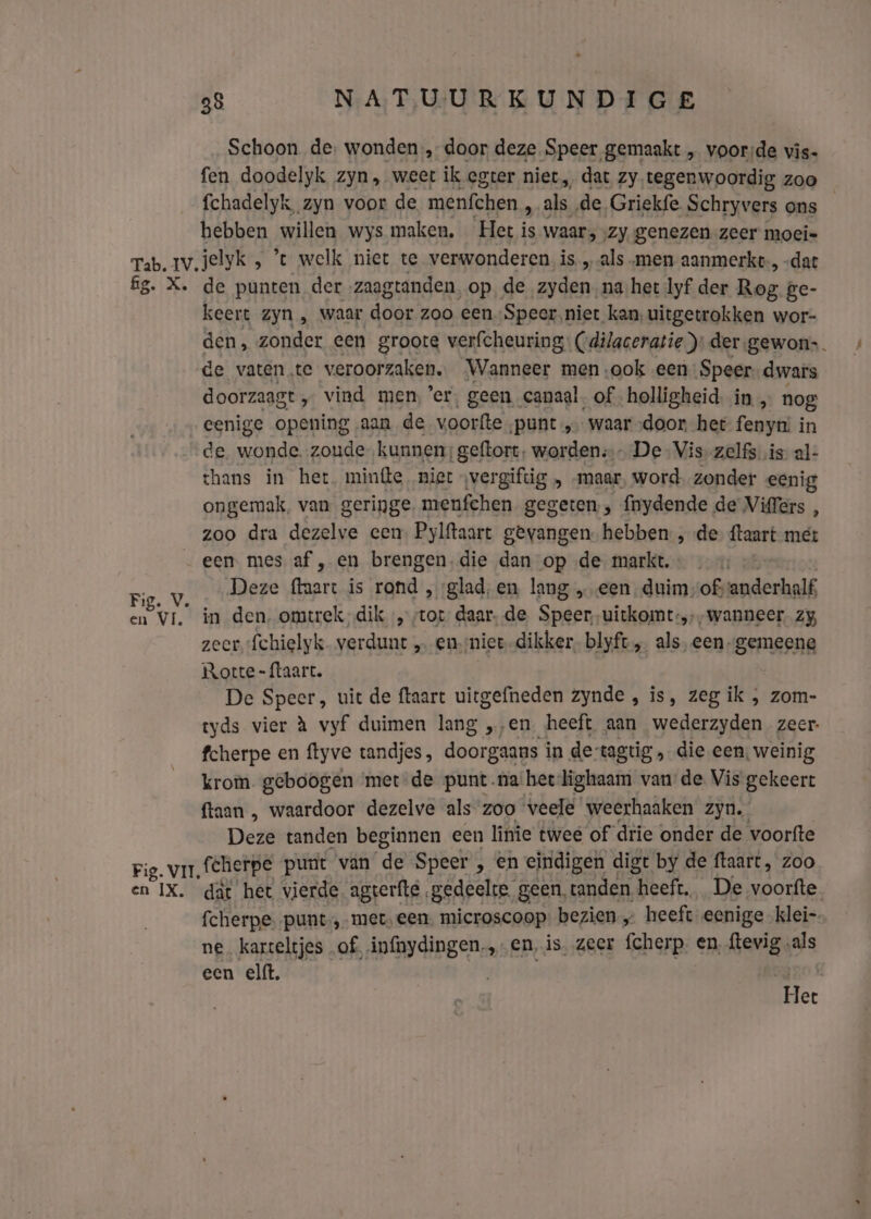 Schoon de, wonden, door deze Speer gemaakt „ voor;de vis- fen doodelyk zyn, weer ik egter niet, dat zy tegenwoordig zoo fchadelyk zyn voor de menfchen ë als de. Griekfe Schryvers ons hebben willen wys maken. Het is waar ‚zy. genezen zeer moei Fig. V en bn keert zyn ‚ waar door zoo een Speer.niet kan, uitgetrokken wor- den, zonder een groote verfcheuring: (dilaceratie): der gewon-. de vaten.te veroorzaken, Wanneer men ook een Speer. dwars doorzaagt , vind men, ‘er, geen canaa!, of holligheid. in „ nog eenige opening aan de voorfte ‚punt „waar „door het fenyn! in de. wonde. zoude kunnen; geftort, worden; De Vis zelfs. is- al- thans in het minfte niet svergiftig „ „maar, word. zonder eenig ongemak. van geringe. menfchen gegeten , {nydende de Viffers , zoo dra dezelve cen Pylftaart gevangen. hebben „de {taart mer een. mes af , en brengen.die dan op ‚de markt. Deze ftaart is rond „glad, en lang „een, duim ofvanderhalf, in den. omtrek dik „tot daar. de Speer,uitkomt-,;-wanneer. zy, zeer. fchielyk verdunt „ en mier-dikker. blyft „ als, een-gemeene Rotte -{laart. De Speer, uit de ftaart uitgefneden zynde , is, zeg ik , zom- tyds vier à vyf duimen lang „„en. heeft aan wederzyden zeer. fcherpe en ftyve tandjes, doorgaans ì in de: tagtig „die een, weinig krom. geboogen met de punt.na'hee-dighaam van’ de Vis gekeert {taan , waardoor dezelve als zoo veele weerhaaken zyn. Dei tanden beginnen een linie twee of drie onder de voorfte fcherpe.punt-,-met- een. microscoop: bezien. heeft eenige klei- ne. karteltjes of, infaydingen.,-en, is, zeer fcherp. en, ftevig ‚als een elft. Het