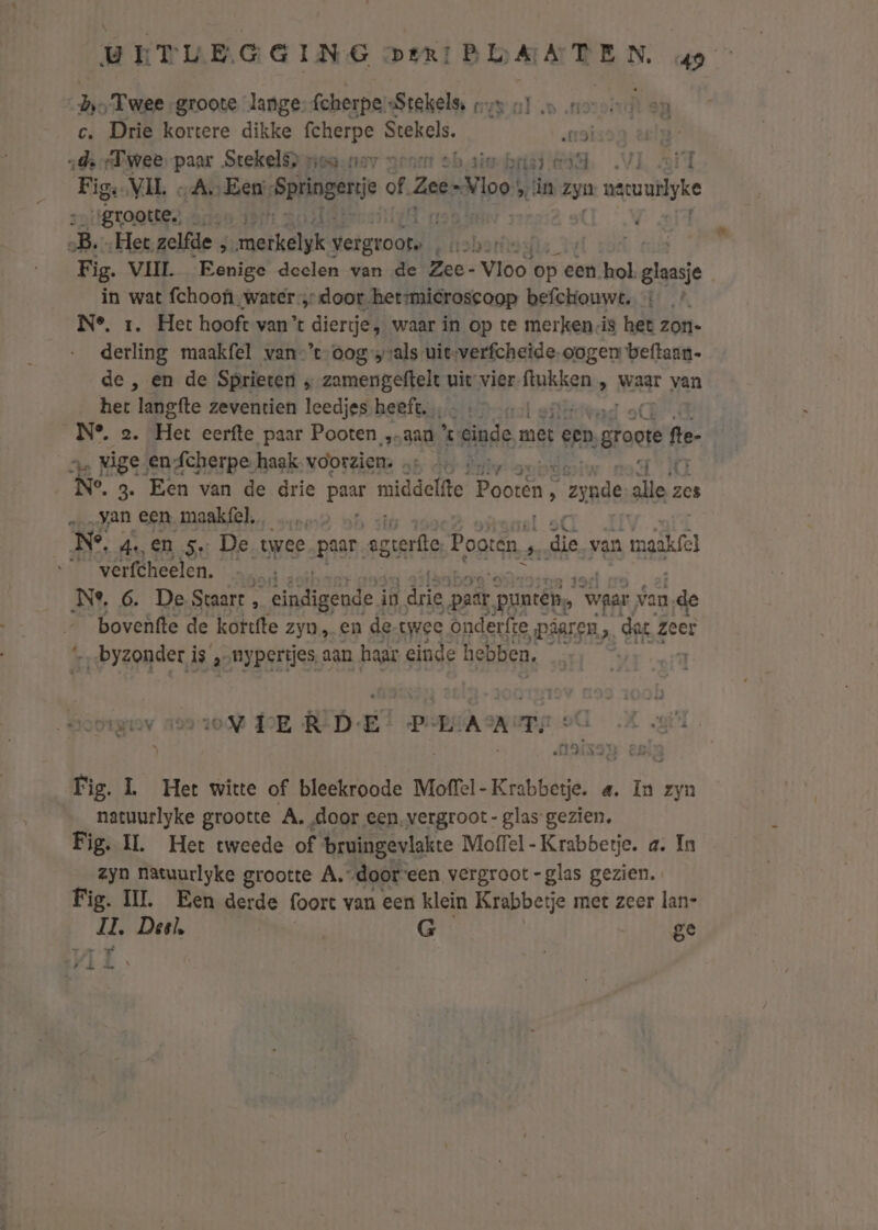 de Twee groote lange fcherpessStekels, ros ol ‚n noroi) on c. Drie kortere dikke fcherpe Stekels. are „der Tweer paar Stekelsnensniav genen sh aiehriëd G4A. VL iT Fig: VIL „AnEen: Springer of. Zee-Vlo: &gt;, in zyn mauuriyke „grootte. … arb „B, „Het zelfde , ratislyjk vergroord rabori , tld Fig. VIJL Eenige doelen van de Zee: Vlog’ op een hol ile in wat fchoof water door het:mieroscoop befchouwt. : N°. 1. Het hooft van’ diertje, waar in op te merken-is het zon- derling maakfel van-’t-oogvals uit-verfcheide. oogen beftaan- de, en de Sprieten „ zamengeftelt uit vier-ftukken , waar van het langfte zeventien leedjes heeft. … «los N°. 2. Het eerfte paar Pooten „aan %: MiBAE. met een oai fe- ze Wige en fcherpe haak. voorzien. ‚… … « nad IG N°. 3. Een van de drie paar middelfe Pooten, zonde, alle : zes „_…yan een maakfel, N° 4 en 5: De twee paar. erste Pooten, jn atie van mdk _ verfcheelen. ad ‚Ne, 6. De. Staart , Veneode in drie, pat puntên, “waar Nan, de bovenfte de kortfte zyn, en de twee onder fte „Pdaren &gt;. dat zeer ‚byzonder i is „nypertjes, aan haar einde hebben, Orgy ove RDE PACA TS shal Fig. L Het witte of bleekroode Moffel - wRrbedie. 4. In zyn natuurlyke grootte A. door een‚vergroot- glas gezien, Fig. IL Het tweede of bruingevlakte Moffel -Krabberje. a. In zyn natuurlyke grootte A.-dooreen vergroot -glas gezien. Fig. IL Een derde foort van een klein Krabbetje met zeer lan- JL Deel, | G ge MIL.