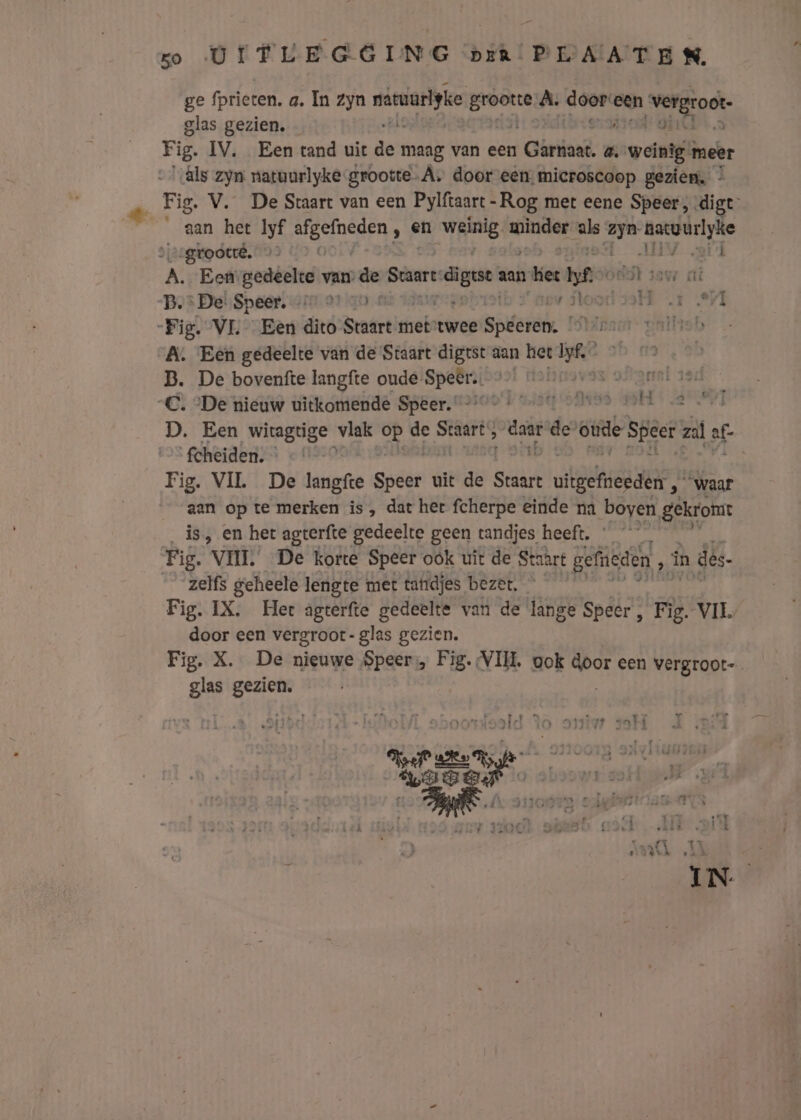 ge fprieten. a. In zyn nievarigke de: À. wat een vergroot. glas gezien. — Fig. IV. Een tand uit ie maag van een Garnaat. 4, weinig meer âls zyn natuurlyke grootte .A» door een, microscoop geziem. * _ Fig. V. De Staart van een Pylftaart - -Rog met eene Speer, digt- aan het Iyf GEen en weinig. ai als it gite v-grootê, A. Eef gedeelte van: de Staart: dige: aan ket hyfe 1897 di Bv: Dei,Speer, or 97 70 mt 107 nev tol + 1 Fig. VL Een dito Staart metstwee Speeren, “ooo voilb A. Een gedeelte van de Staart digest aan het san B. De bovenfte langfte oude Speêr., &gt; voboorss 9 omsten — C. “De nieuw uitkomende Speer. &gt;'0&gt; 0 es ode 00 D. Een wiragtige vlak ae de wird d bin de oude Sper zl ê ‘fcheiden. Fig. VIL De langfte svcae d uit de sn uitgkaest ‚ waar aan op te merken is, dat her fcherpe einde na boyen, gekromt ‚is, en her agterfte gedeelte geen tandjes heeft. Fig. VIJL De korte Speer oók uit de Staart gefieden , ih des. zelfs geheele lengte met tafrdjes bezet, Fig. IX. Her agterfte gedeelte van de lange Speer , Fis VIE door een vergroot- glas gezien. glas gezien.