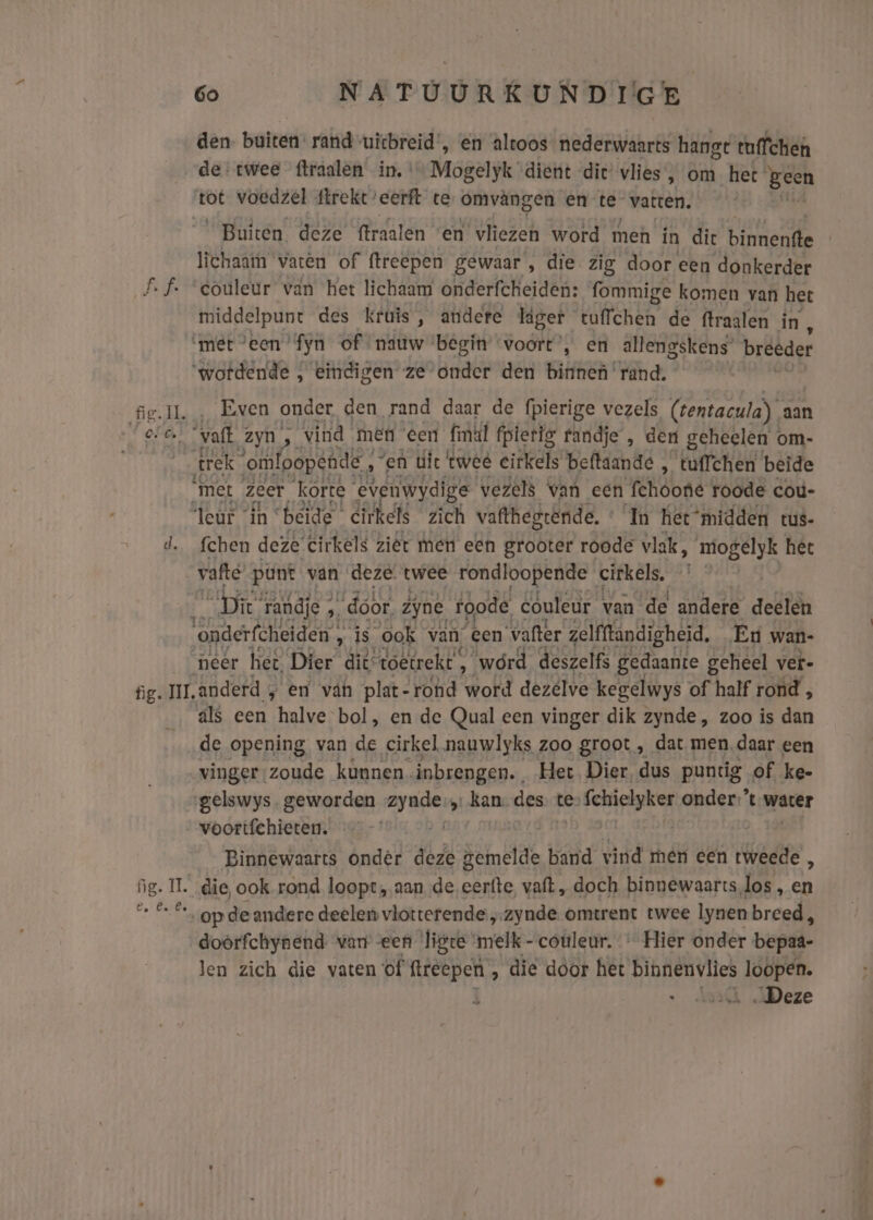 Lf. fig. IL ch! d. 6o NATUURKUNDIGE den. buiten rand uicbreid’, en altoos nederwaarts hangt tuffchen de: twee ftraalen in,” Mogelyk dient dic’ vlies ‚ om het Been Buiten deze (iraalén en vliezen word meh in dic reke, | lichaarn vatên of (treepen gewaar , die zig door een donkerder couleur van het lichaam onderfcheiden: fommige komen van het OBEIPne des krúis , andere läger tuffchen de ftraalen in, ‘met ‘een ‘fyn of nauw ‘begin voort’, en allengskens’ brécder ‘wotdende , eindigen ze onder den BER rand. ‚ Even onder den rand daar de fpierige vezels (rentacula) aan vaft zyn, ‚ vind men eert fmäl fpierig tandje , den geheelen om- trek. ‘omloopende, ‘en tit twee eirkels beftaande , tuffchen beide met zeer korte evenwydige vezêls van een fchoogé roode couú- “leur in ° ‘beide cirkels zich vafthegrênde. « In het ‘midden tus- fchen deze’ cirkels ziët men een grooter roode vlak, mogelyk het vafte pünt van deze. twee gi bl cirkels. Eje randje ; “door. Zijne gode. couleur van de andere deelen onderfcheiden , on Ef “ook van, Een vafter zelfftandigheid, En wan- neêr het, Dier dit: toêtreke, 3 ‘wórd deszelfs gedaante geheel ver- als een halve bol, en de Qual een vinger dik zynde, zoo is dan de opening van de cirkel nauwlyks zoo groot , dat men, daar een vinger zoude kunnen. inbrengen. Het Dier dus puntig of ke- voortfchieten. Binnewaarts onder deze Bemölde band vind mèr een wedre 4 doörfchynend van een ligre melk -couleur. « Hier onder. bepat- len zich die vaten of ftteepen, die door het binnenvlies hi ; „Deze