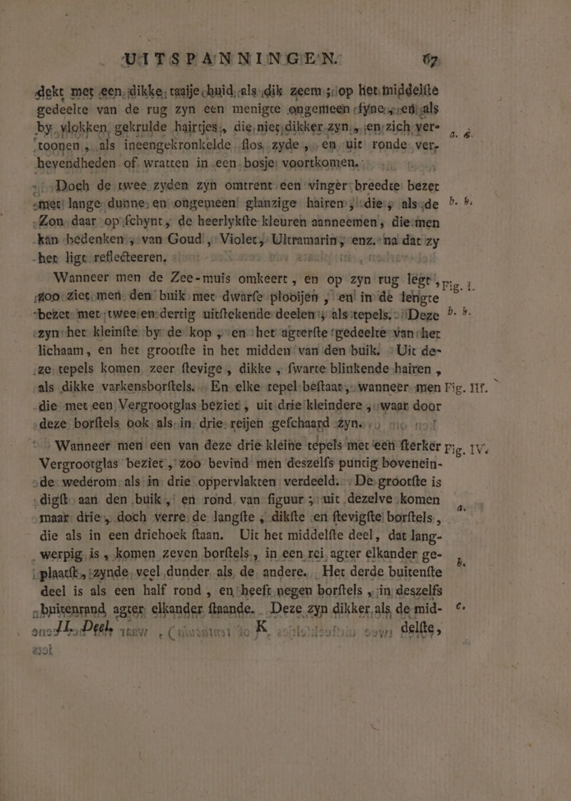 dekt met een, dikke, raaije chuid,-alsdik zeer sop het, middelfte gedeelte van de rug zyn een menigte ongemeen Íynensredals by. ‚vlokken, gekrulde hairtjes;, die, nieg;dikker.zyn„ ‚en; zich ver= ‘toonen. „als ineengekronkelde flos, ayde „en uit ronde ver. hevendheden of. wratten ineen. bosje: voortkomen. „Doch de twee zyden zyn omtrent een wingèr: breedte die: „met! lange-dunnes en ongemeen! glanzige hairensisdies alssde b- * „Zon. daar op: fchynty de heerlykfte- kleuren aanneemen; diesimen kan bedenken ;-van Goud „ Violet wedr enz, “na wij Zy „het lige refleteeren. | Wanneer men de Zee- muis omkeert , en op zyn rug lege, Zoo ziet, men. den buik, mec dwarfeplobijen „en! in de die “bezet: met ;tweesensdertig uitftekenderdeelens als:tepels. + Deze P- *- ezyn-het kleinfte. ‘by: de kop „en “het agverfte rgedeelte van ‘het lichaam, en het grootfte in het midden van den buik. + Uit de= ‚ze, tepels komen, zeer ftevige , dikke „ fwarte blinkende hairen , ‚als dikke varkensborftels, … En elke tepel-beftaat , wanneer-men Fig. It. ; die met een Vergrootglas beziet , uit drie kleindere „waar door „deze borftels ook. als-in, drie-reijen -gefchaard “Zyn, 5 vo 107 Wanneer men een van deze drie kleine tepels met eet fterker Fig. IV4 Vergrootglas beziet „zoo bevind men deszelfs puntig bovenein- „de- wederom: als in: drie oppervlakten: verdeeld. ; De groorfte is „digft aan den buik,’ en rond. van: figuur ; uit dezelve „komen maar: drie doch verre, de langfte , dikfte ven ftevigfte! borftels., die als in een driehoek ftaan. Uit het middelfte deel, dat lang- ‚werpig.is „komen zeven borftels,, in een rei agter elkander ge- ‚plaat, „zynde, veel dunder, als, de, andere. Het derde buienfte deel is als een half rond , en ‘heeft negen borftels „in, deszelfs „bpitenrand, agter dede Jaa, Deze aps dikker als, de mid- 6, el Deel vaer e Caï oK, zoietsof „ delfte, e3oï g.Á. b.