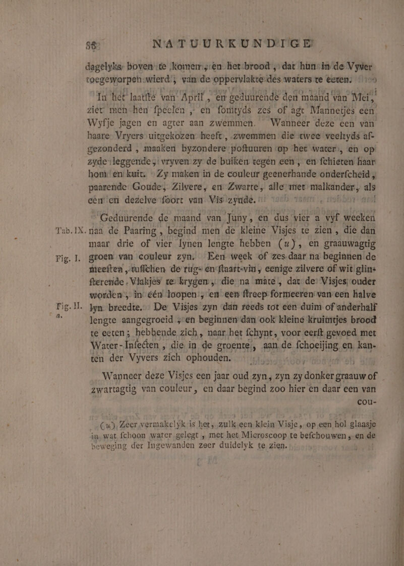 lt. 58 NATUURKUNDIGE dagelyke, boven”:te „komen:;ren-het-brood ‚dat hüncin de Vyver toegeworpen: wierd ; 5 van wit oppervlakte ds. waters te êeren; 175 Tu ‘het laatté van! April, en gedurende den maand van Mei, ziet meh hen fpeelen „… en fomtyds zes of agt Mannetjes een Wyfje jagen en agter aan zwemmen. Wanneer deze een van haare- Vryers uitgekozen heeft, zwemmen die twee veeltyds af- gezonderd , maaken byzondere poftuaren «op het waters, en op’ zyderleggende „: vryven zy de buiken tegen een , en°fchieten haar hom: en: kuit. Zy maken in de couleur geenerhande onderfcheid „ paarende Goude, Zilwere, en Zwarte, alle met nme nt he eem en dezelve foort van Vis zynde.«: vorh var “Gedurende de. maand van Juny, en dus vier a vijf weeken maar drie of vier lynen lengte hebben (u), en graauwagtig groen van couleur zyn. Een week of zes-daar na beginnen de meeften „tuffichen de rug en flaatt-vin ; eenige zilvere of wit glin: fterenide . Vlakjes rev krygen die na mâte , dat de: Visjes;-ouder worden, in: één loopen’, en een ffreep formeeren: van een halve lengte aangegroeid „en beginnen dan ook kleine kruimtjes brood te eeten; hebbende zich , naarhet fchynt, voor eerft gevoed met Water - fibden.. die in de groente, 7 aad de fchoeijing. en. kan- ten der Vyvers Hek ophouden. ie / zwartagtig van couleur, en daar begind zoo hier en daar een van cou- Cu), Zeer vermakelyk is het, zulk-een klein Visje „op een hol glaasje in wat fchoon water gelegt „ met het Microscoop te befchouwen „-en de beweging der Ingewanden zeer duidelyk te zien.