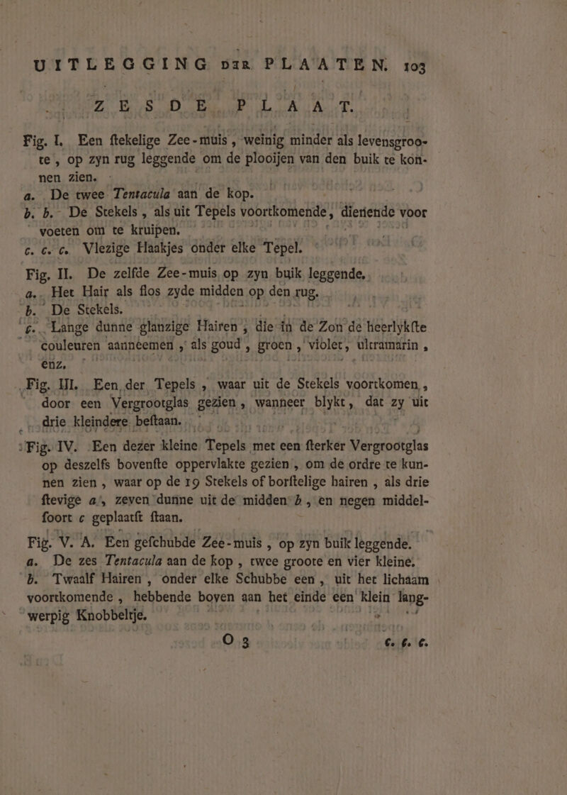 ZES OB, ante Mir bip Fig. L, Een ftekelige Zee-muis, weinig Altaden als PEN te , op zyn rug leggende om de plooijen van den buik te kon- nen zien. a. De twee Tentacula aan de kop. b. b. De Stekels , als uit Tepels voortkomende, dieriende v voor _ voeten om te kruipen. c. cc. Vlezige Haakjes onder elke Tepel. Fig. IL. De zelfde Zee-muis op zyn buik leggende, a. Het Hair als flos zyde midden op, den rug. dt De Stekels. | s-… Lange dunne glanzige Hairen ; die íd de Zot de heerlykfte SN Mete aannéemen „als goud, Broen, S violec, vlramarin : Enz, „Fig. HL Een der Tepels , waar uit de Stekels voortkomen, , door een Vergrootglas gezien , wanneer Sp dat zj uit ‚drie kleindere. beftaan. ‘Fig. IV. Een dezer kleine Verd met een fterker breda: op deszelfs bovenfte oppervlakte gezien , om de ordre te kun- nen zien , waar op de 19 Stekels of borftelige hairen , als drie ftevige a’, zeven dunne uit de midden h „en negen middel- foort c geplaarft ftaan. Fig. V. A. Een gefchubde Zee- muis ‚ op zyn buik leggende. a. De zes Tentacula aan de kop , twee groote en vier kleine, b. Twaalf Hairen , onder elke Schubbe een , uit het lichaam voortkomende , hebbende boven aan 1 bet einde een Klein lang- _werpig Knobbeltje. de danke O3 ie 6. €.