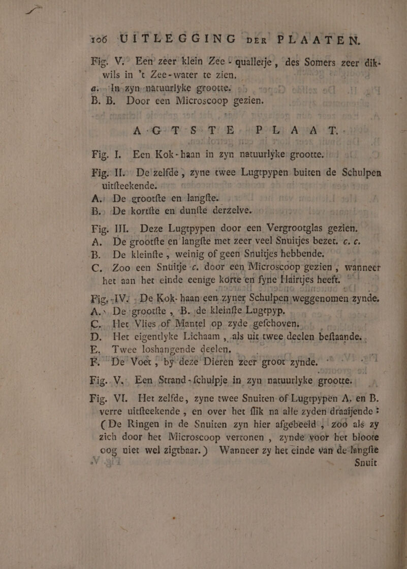 Fig. V.” Een zeer klein Zee - quallerje , des li zeer ak ke in ’*t Zee-water te zien, a. Inzyn,-natuurlyke groottes B. B. Door een AAGTORDER gezien. AAG VEEN EN EE AEN LR Fig. L Een Rakt in Eat Betuunidhe grootte. Fig. IL. De zelfde , zyne twee Lugtpypen buiten de Schulpen uitfteekende. A. De grootfte en langfte. B. ‘De kortfte en duntte derzelve. - Fig. IL Deze Lugtpypen door een Vergrootglas gezien. A. De grootfte en langfte met zeer veel Snuitjes bezet. c. c. B. De kleinfte, weinig of geen Snuitjes hebbende, C. Zoo een Snuitje «c. geor een Microscoop gezien , wanneer het aan het einde eenige korte en fyne Hläirijes heeft. Fig, „IV; ‚De Kok- haan een, zyner Schulpen. [weggenomen zonde, A. De-grootfte , “B. ‚de kleinfte Lugepyp. C. Hec Vlies of Mantel op zyde gefchoven; D. Het eigentlyke Lichaam , als uit twee, deelen beftaande. E, Twee loshangende deelen, F. De Voer, ‘by deze’ Dieren zeer groot zynde. Fig. V. Een Strand-fchulpje in zyn natuurlyke grootte. ú: Fig. VL. Hetzelfde, zyne twee Snuiten-of Lugrpypen A, en B. verre uicfteekende , en over het {lik na alle zyden draaijende * zich door het Microscoop vervonen , zynde voor het bloote 0%, niet wel zigtbaar.) Wanneer zy het einde van devlangfte N Snuit