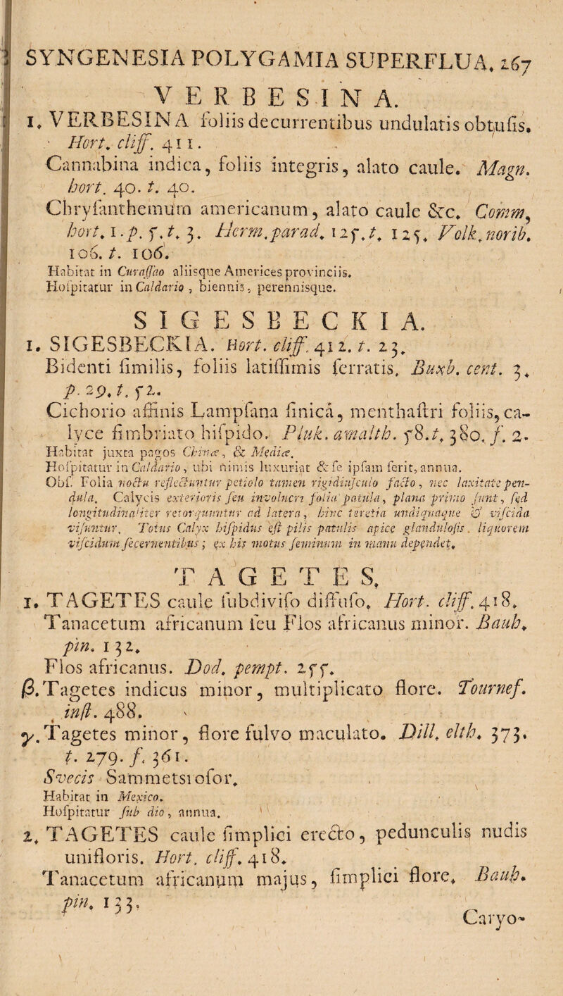 \ : ; - V ER B E S I N A. 1♦ VERBESINA foliis decurrentibus undulatis obtufis, • Hort, cliff , 411. Cannabina indica, foliis integris, alato caule. Magn. hort, 40. t. 40. ChryfanthemUrn americanum, alato caule &c* Comm, hort.i.p. f,t, 3. Hcrm.parad* 125. Folk.norib. 106. /. 10(5. Habitat in Curajjao aliisque Americesprovinciis. Hoipitatur in Caldario , biennis, perennisque. SIGESBECKIA. 1. SIGESBECKIA. Her/. cliff. 412. t. 23, Bidenti fimilis, foliis latiffimis ferratis, 3* A 2p*f. fi. Cichorio affinis Lampfana finica, mentlrafiri fojiis, ca¬ lyce fi mbriato hifpido, P{uk. amalth. f 8.4 380, /. 2- Habitat juxta pagos Chiv.ce, & Medice. Hoipitatur in Caldario, ubi nimis luxuriat &fe ipfam ferit, annua. Obf. Folia voBu reflectuntur petiolo tamen rigidiujcuio facto, 7*ec laxitate pen¬ dula. Calycis exterioris feu involucri folia patula, plana primo Jnnt, fed longitudinaliier retorqwmtnv ad latera, hinc teretia undiquaque & vifeida vi/untur, Totus Calyx hifpidus eft pilis patulis apice glandulofis . liquorem ■vijciduin fecer nentibus; his motus feminum in manu dependet. T A G E T E S, 1. TAGETES caule iubdivifo diffufo* /Lor/. cliff. 418» T an ace tum africanum feu Flos africanus minor. Bauh*. pin. 132* Flos africanus. Dod, pempt. 1 ff. jS.Tagetes indicus minor, multiplicato flore. Tournef. infl. 488. ^.Tagetes minor, flore fulvo maculato. DHL dth, 373. jf. 279. /, 361. Svecis Sarametsi ofoi\ Habitat in Mexico. Hofpitatur fub dio, annua. '' . TAGETES caule (implici erecto, pedunculis nudis unifloris. Hort. cliff, 418. Tanacetum africanum majus, fimplici flore* Bauh. ^ 133» 'K Caryo- 1