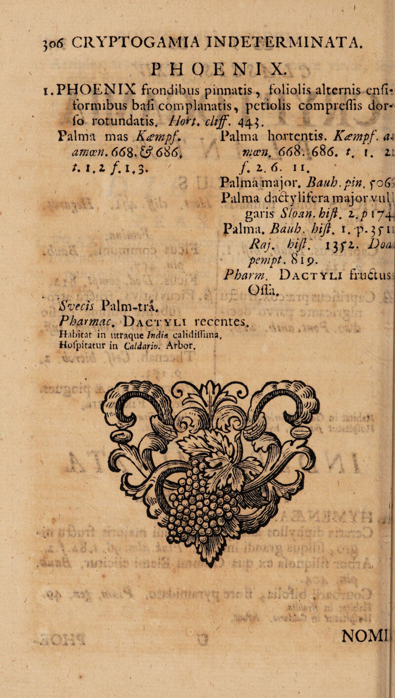 jo<S CRYPTOGAMIA INDETERMINATA. PHOEN IX. i.PHOENIX frondibus pinnatis, foliolis alternis en fi? fortmbus bafl complanatis, petiolis compreffis dor- fo rotundatis. cltff. 44$. Palma mas Kampf. Palma hortentis. Kampf. amwn.66%,13 6^6, niecn, 668. 68(5. tt r. 2 A l.i/.i.3. ' /. Palma major. Bauh.pin. fo£ Palma dactylifera major vul garis Sloan.hift. 2.^174- pilma. htfi. 1. p-3fi /fa/. hift1 jf2. pempt. 819. Pharm. Dactyli fructus Olla. iSW/J Palm-tra. Pharmac. Dactyli recentes. Habitat in utraque Ivdin calididima. Hofpitatur in Caldario. Arbor. NOMI