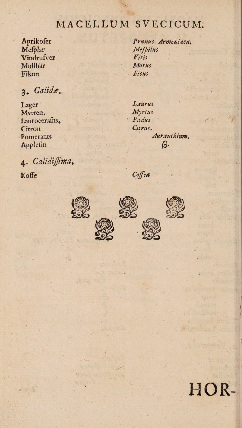 MACELLUM Aprikofer Mefplar Vinclriifver Mullbar Fikon j' g„ Calidi M Lager Myrfen. Laurocerafns* Citron Pomerants Appiefin 4, Calidiffima* KofFe SVECICUM. > Prunus Armeniaca* Me/pilus Vitis  Morus Vicus Laurus Myrtus Padus Citrus. Jurant hium, a- Coffea i \ HOR-