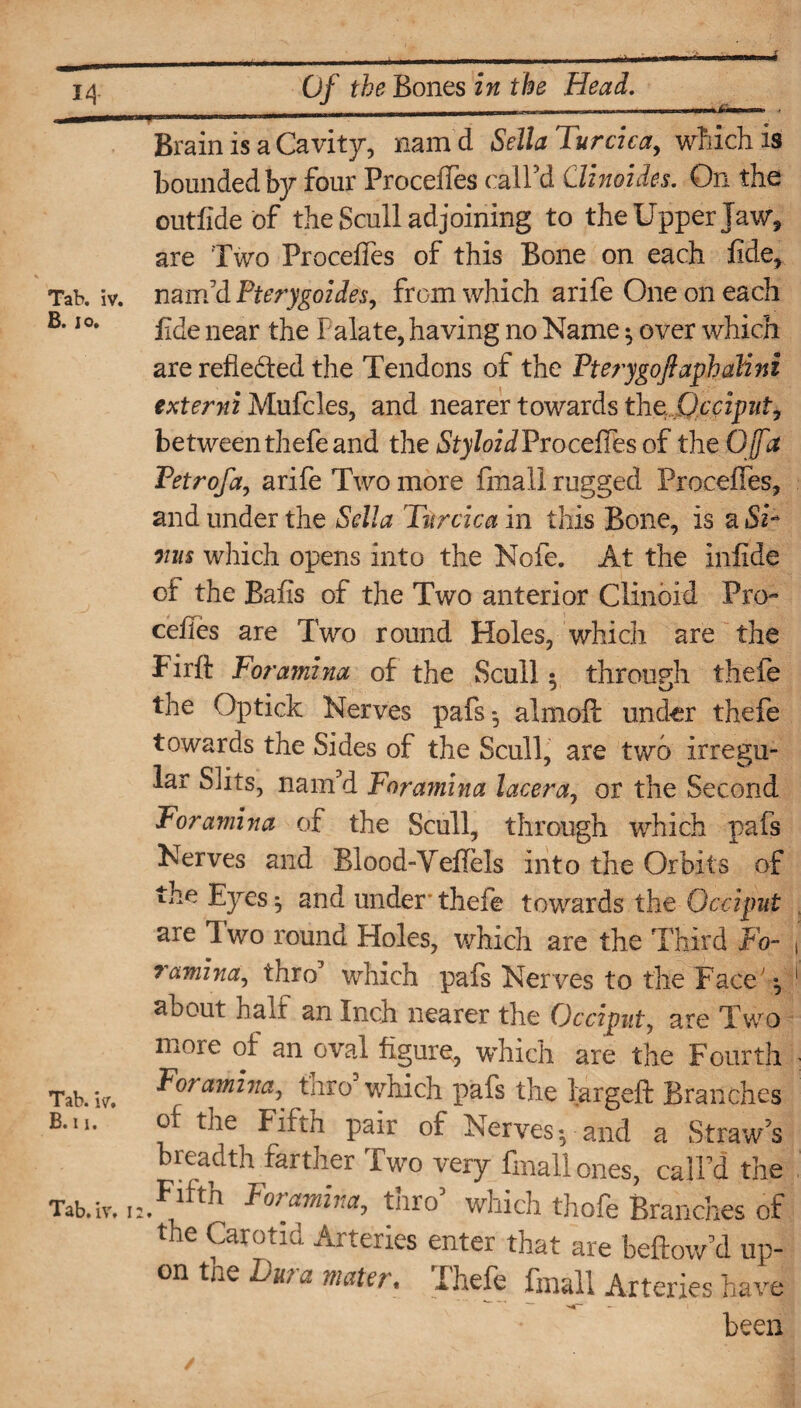 _mj,,mmmmmtii — im i i 'n Brain is a Cavity, namd Sella Turcica, which is bounded by four Precedes call'd Clinoides. On the outfide of the Scull adjoining to the Upper Jaw, are Two Precedes of this Bone on each fide. Tab. iv. nam'd Pterygoides, from which arife One on each B‘I0* fide near the Palate, having no Name *, over which are reflected the Tendons of the Pterygoftaphalini externi Mufcles, and nearer towards the Occiput, betweenthefeand the Styloid Pro cedes of the OJfa Petrofa, arife Two more final! rugged Precedes, and under the Sella Turcica in this Bone, is a ST ms which opens into the Nofe. At the infide of the Bads of the Two anterior Clinoid Pre¬ cedes are Two round Holes, which are the Firft Foramina of the Scull 2 through thefe the Optick Nerves pafs*, almoft under thefe towards the Sides of the Scull, are two irregu¬ lar Slits, nam'd Foramina lacera, or the Second Foramina of the Scull, through which pafs Nerves and Blood-Yedels into the Orbits of the Eyes *, and under* thefe towards the Occiput are Two round Holes, which are the Third Fo¬ ramina, thro' which pafs Nerves to the Face -, about half an Inch nearer the Occiput, are Two moie of an oval figure, which are the Fourth Tab. iv. Foramina, tnro which pafs the larged: Branches B.u; of the Fifth pair of Nerves-, and a Straw's breadth farther Two very fmall ones, call'd the Tab.iY,i2.Flfth lamina, thro5 which thofe Branches of the Carotid Arteries enter that are bellow'd up¬ on tne Jjiii a mater* Ihefe fmall Arteries have been