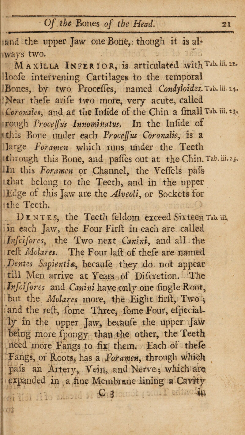 • • ■ ■ ■1 n 11 ..■ ■«iw«nM^m*iwii%i(iBiaesrnB^^ and the upper Jaw one Bone,: though it is aF ways two. Maxilla Inferior, is articulated withTab-iil2i* loofe intenrening Cartilages to the temporal Bones, by two Procefles, named Condyloides, Tab. in. 24. Near thefe arife two more, very acute, called Coronates, and at the Inlide of the Chin a fmall Tab. ill. 23. rough Procefus Innominatus. In the Infide of : this Bone under each Procejfus Coronalis, is a large Foramen which runs under the Teeth through this Bone, and paftes out at the Chin. Tab. Hi. 25. In this Foramen ox Channel, the VefTels pafs that belong to the Teeth, and in the upper i Edge of this Jaw are the Alveoli, or Sockets for j the Teeth. Dentes, the Teeth feldom exceed Sixteen Tab. m, in each Jaw, the Four Firft in each are called Infcifores9 the Two next Canini, and all. the reft Molares. The Four laft of thefe are named Denies Sapenti&9 becaufe they do not appear till Men arrive at Years of Difcretion. The Injcifores and Canini have only one fingle Root, but the Molares more, the Eight firft. Two ^ and the reft, fome Three, fome Four, efpecial- ly in the upper Jaw, becaufe the upper Jaw being more fpongy than the other, the Teeth Heed more Fangs to fix them. Each of thefe - Fangs, or Roots, has a Foramen, through which pafs an Artery, Vein, and Nerve -, which are : expanded in a fine Membrane lining a Cavity G 3 m