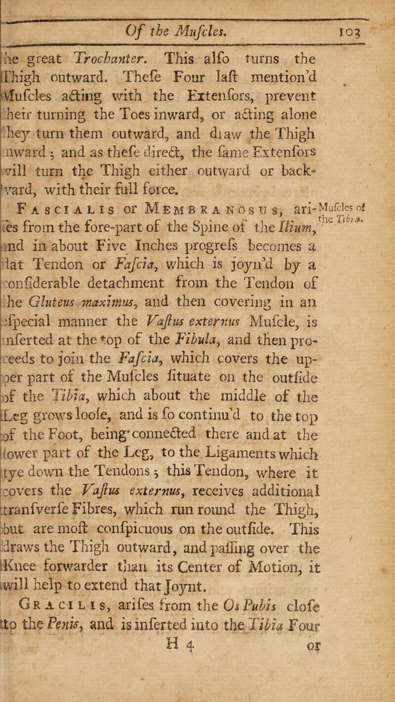 [he great Trochanter. This alio turns the i l high outward. Thefe Four lafi: mention’d ■Vlufcles ading with the Eitenfors, prevent | heir turning the Toes inward, or acting alone hey turn them outward, and draw the Thigh j award $ and as thefe -dired, the fame Extenfors vill turn the Thigh either outward or back- ! yard, with their full force. Fascialis or Membrakosu s, ari-M^es°f es from the forepart of the Spine of thc Ilium, nd in about Five Inches progrefs becomes a lat Tendon or Fafcia, which is joyn’d by a honfiderable detachment from the Tendon of he Gluteus maximus, and then covering in an I special manner the Vafius ext emus Mufcle, is nferted at the top of the Fibula, and then pro¬ reeds to join the Fafcia, which covers the up- per part of the Muicles fltuate on the outfide T the Tibia, which about the middle of the iLeg grows loole, and is fo continu’d to the top of the Foot, being* conneded there and at the jlower part of the Leg, to the Ligaments which t tye down the Tendons ^ this Tendon, where it :overs the Vajlus exiernus, receives additional Itranfverfe Fibres, which run round the Thigh, but are moft confpicuous on the outfide. This draws the Thigh outward, and paffing over the Knee forwarder than its Center of Motion, it will help to extend that Joynt. Gracilis, arifes from the Os Pubis clofe to the Penis, and is inferred into the Tibia Four H 4 os*
