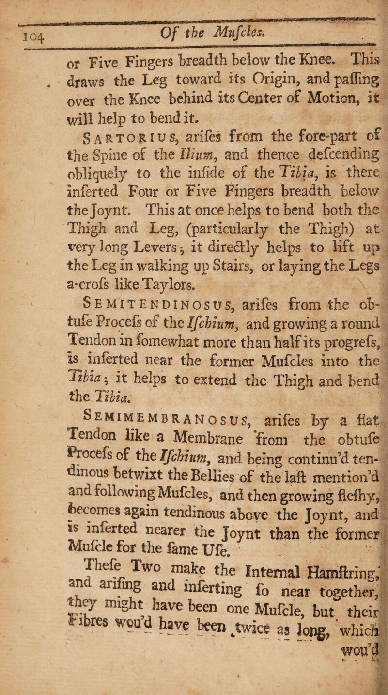 io4 or Five Fingers breadth below the Knee. This draws the Leg toward its Origin, and palling over the Knee behind its Center of Motion, it will help to bend it. Sartorius, arifes from the fore-part of the Spine of the Ilium, and thence defcending obliquely to the infide of the Tibia, is there inferted Four or Five Fingers breadth below the Joynt. This at once helps to bend both the Thigh and Leg, (particularly the Thigh) at very long Levers $ it direftly helps to lift up the Leg in walking up Stairs, or laying the Legs a-crofs like Taylors. Semitendinosus, arifes from the ob* tufe Procefs of the Ifchiumy and growing a round Tendon in fomewhat more than half its progrefs, is inferted near the former Mufcles into the Hhia $ it helps to extend the Thigh and bend the Tibia. Semimembranosus, arifes by a fiat Tendon like a Membrane from the obtufe Procefs of the Ifchium, and being continu’d ten- inous betwixt theBellie^ of thelaft mention’d and following Mufcles, and then growing fiefhy, becomes again tendinous above the Joynt, and *s Smelted nearer the Joynt than the former Mufcle for the fame Ufe. Thefe Two make the Internal HamGring,' an ari mg and inferting fo near together, they might have been one Mufcle, but their fibres wcud have heenktwice as Jong, which wou’d