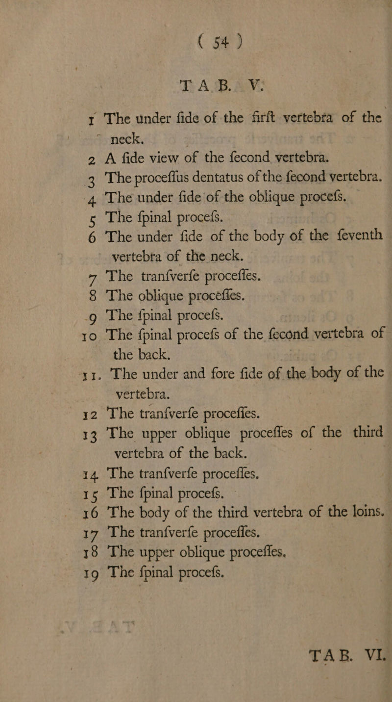 ( 54 ) EAB. Mev: 1 The wnder fide of the firft vertebra of the cicyneck, | A fide view of the fecond vertebra. The proceffus dentatus of the fecond vertebra. The under fide of the oblique procefs. The fpinal procefs. The under fide of the body of the feventh vertebra of the neck. The tranfverfe proceffes. The oblique procefies. .g The fpinal proces. 10 The fpinal procefs of the fecond vertebra of the back. yr. The under and fore fide of the body of the vertebra. 12 The tranfverfe procefies. 13 The upper oblique proceffes of the third vertebra of the back. 14. The tranfverfe procefles. 15 The fpinal procefs. 16 The body of the third vertebra of the loins. 17 The tran{verfe procefles. | 18 The upper oblique procefles, 19 The fpinal procefs. Aun pW bv CONY